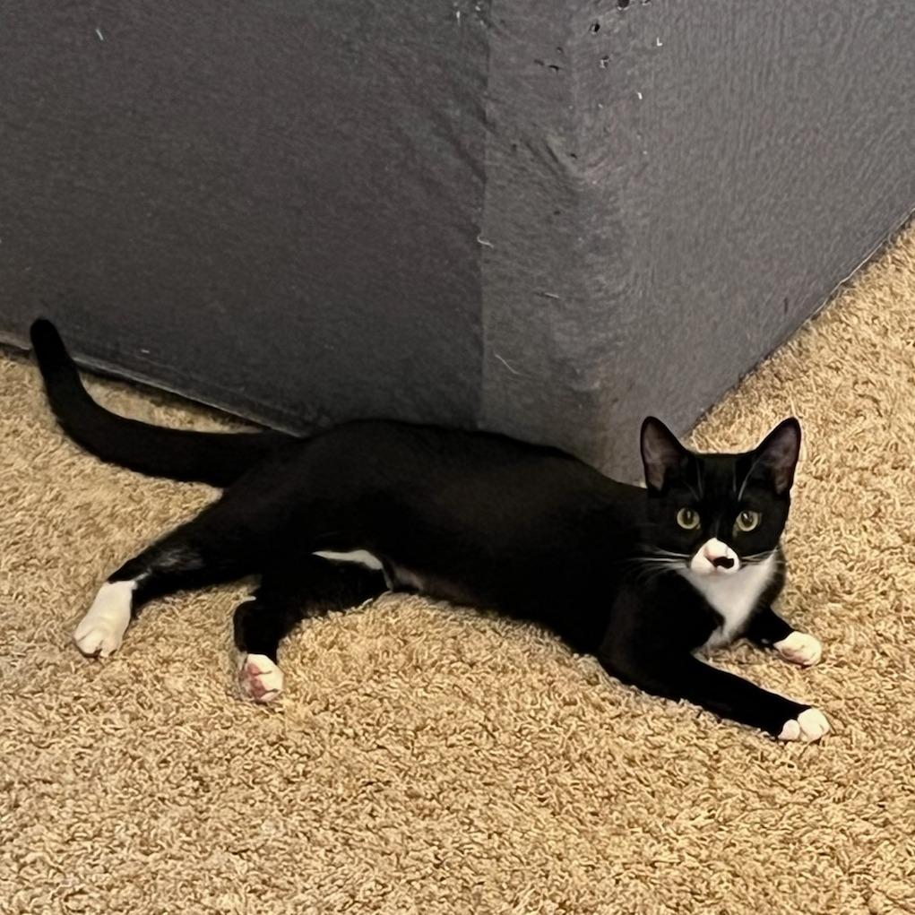 CHIPS, Adoptable, Young Female Domestic Short Hair.