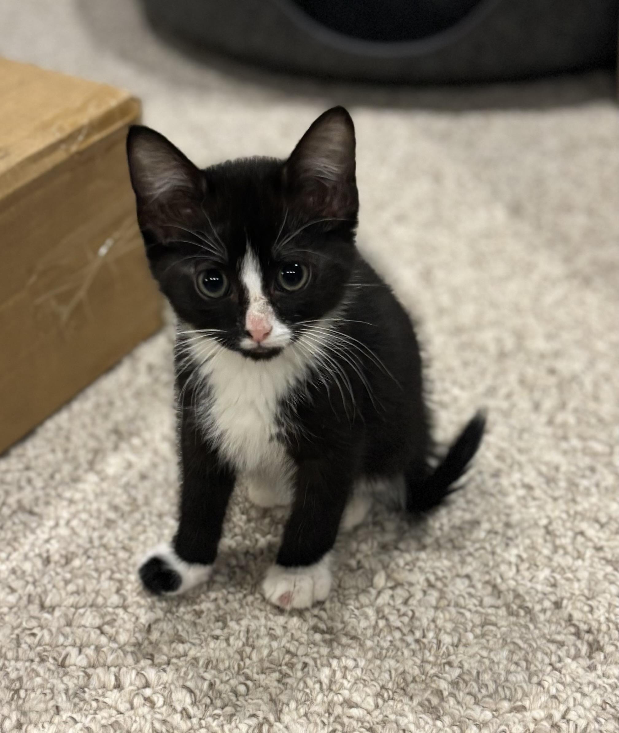 Cheesecake, Adoptable, Kitten Male Domestic Short Hair.