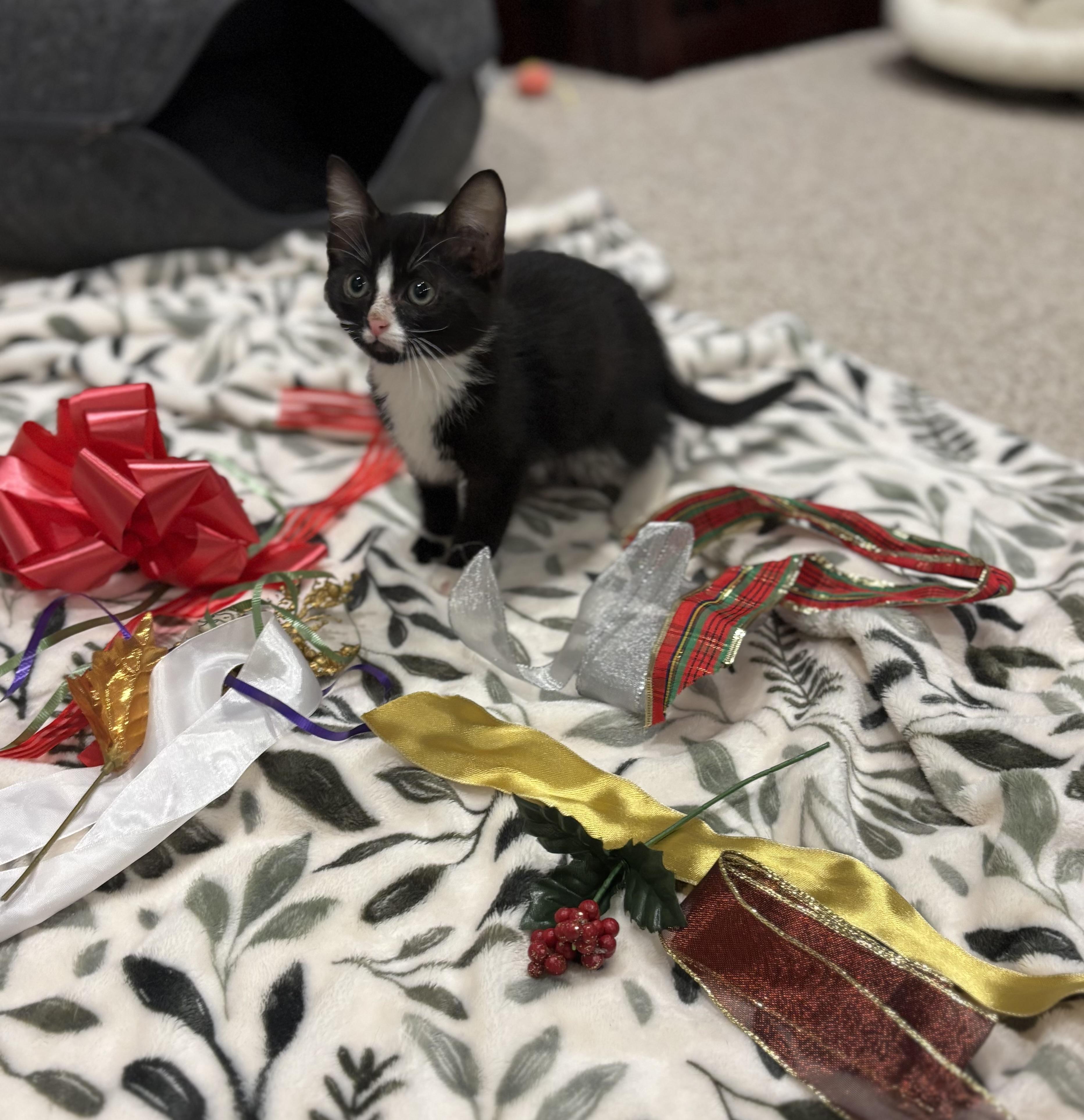 Enlarge Cheesecake, a Adoptable Domestic Short Hair in Crowley, TX image 2/3