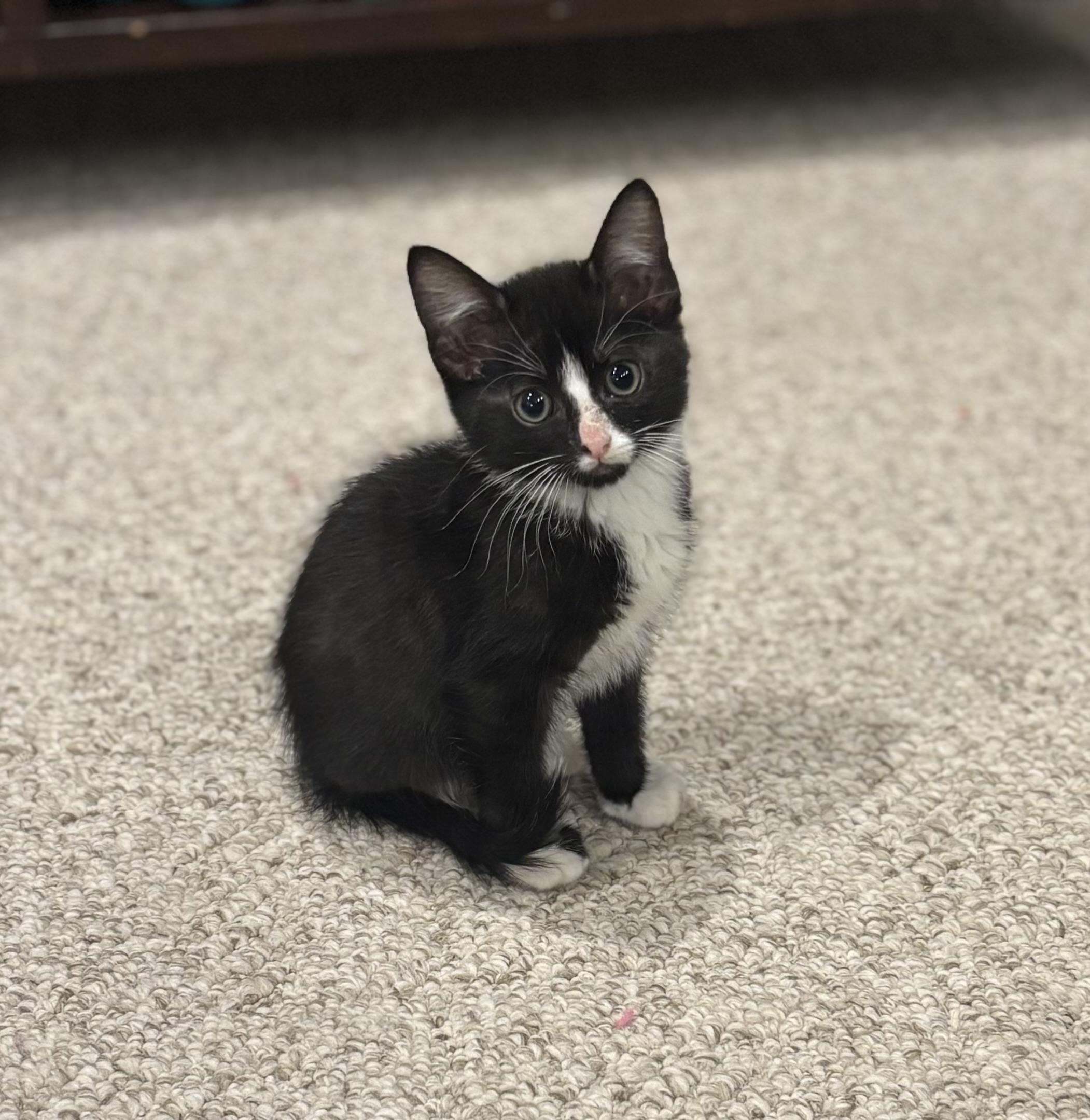 Enlarge Cheesecake, a Adoptable Domestic Short Hair in Crowley, TX image 3/3