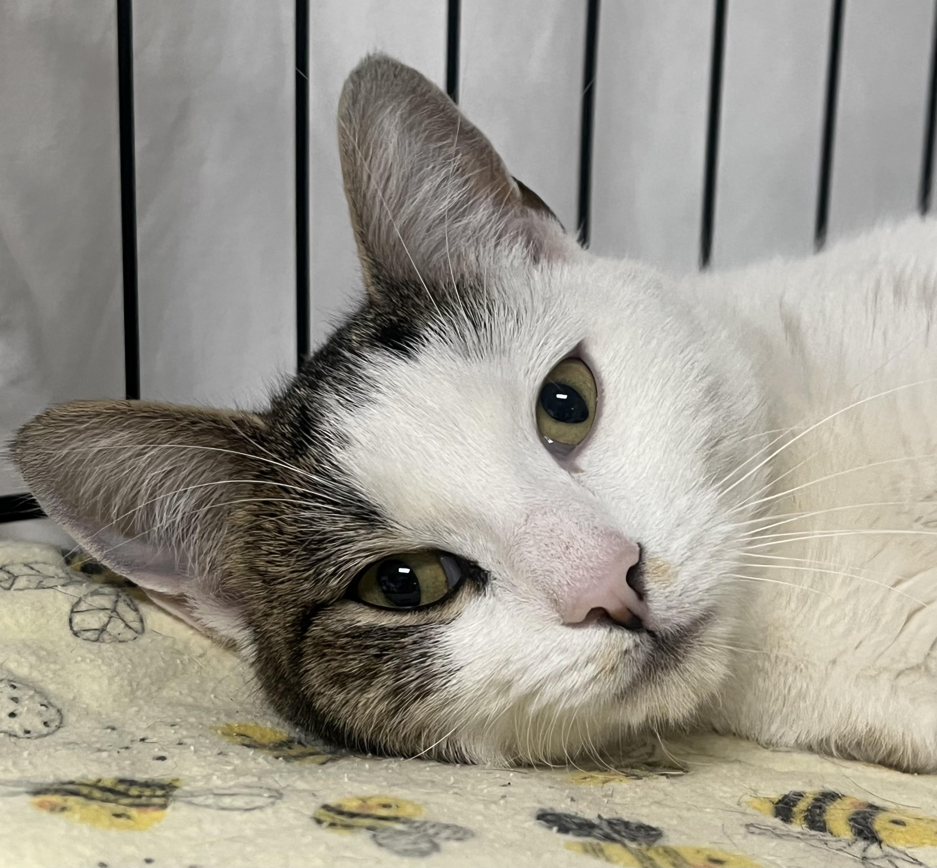 Enlarge Leah, an adopted Domestic Short Hair in Johnston, RI image 2/6