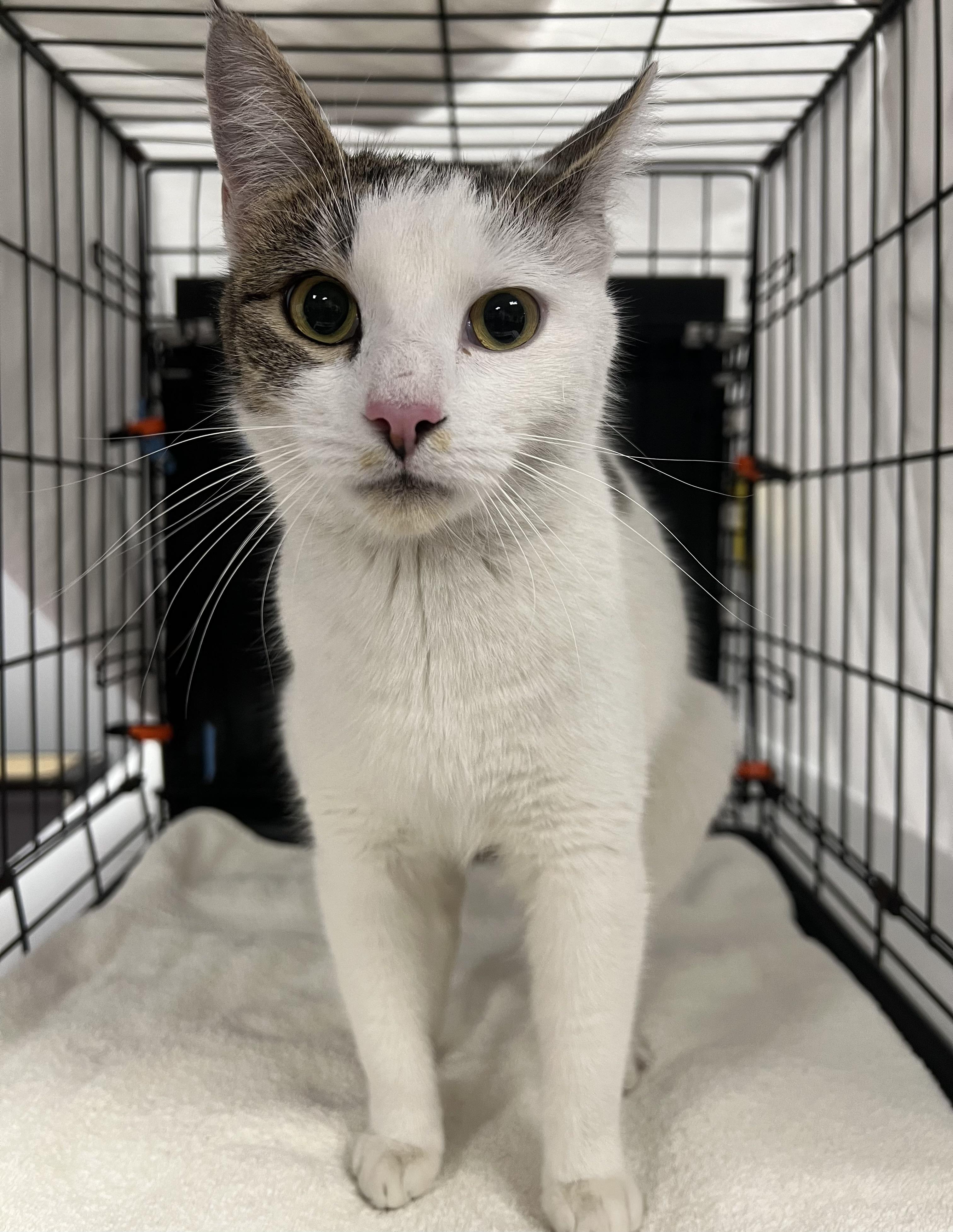 Enlarge Leah, an adopted Domestic Short Hair in Johnston, RI image 6/6