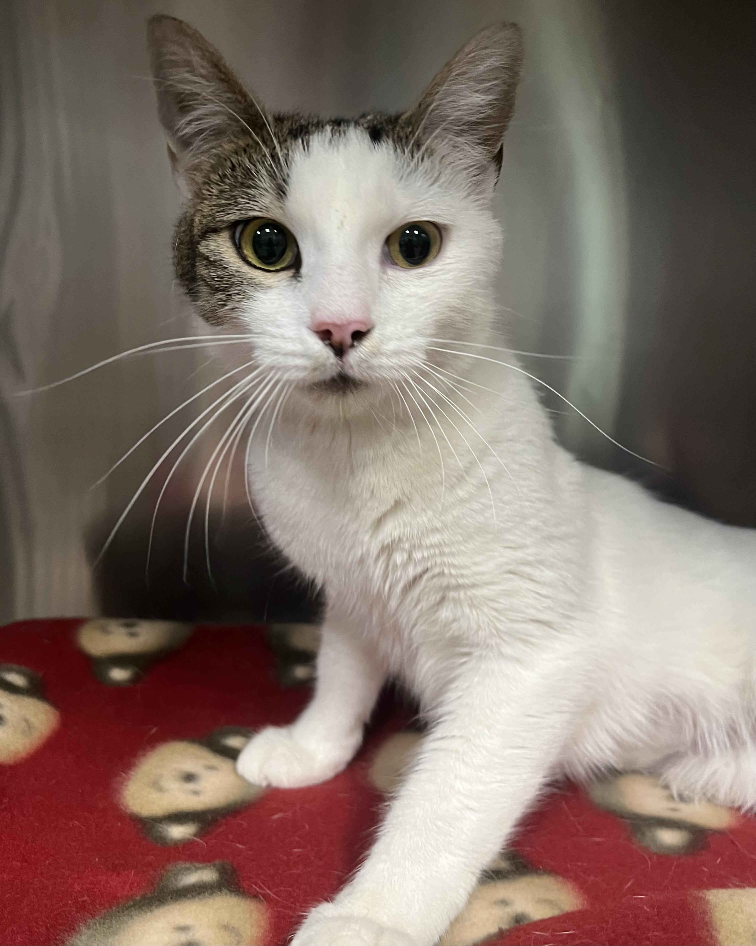 Enlarge Leah, an adopted Domestic Short Hair in Johnston, RI image 5/6