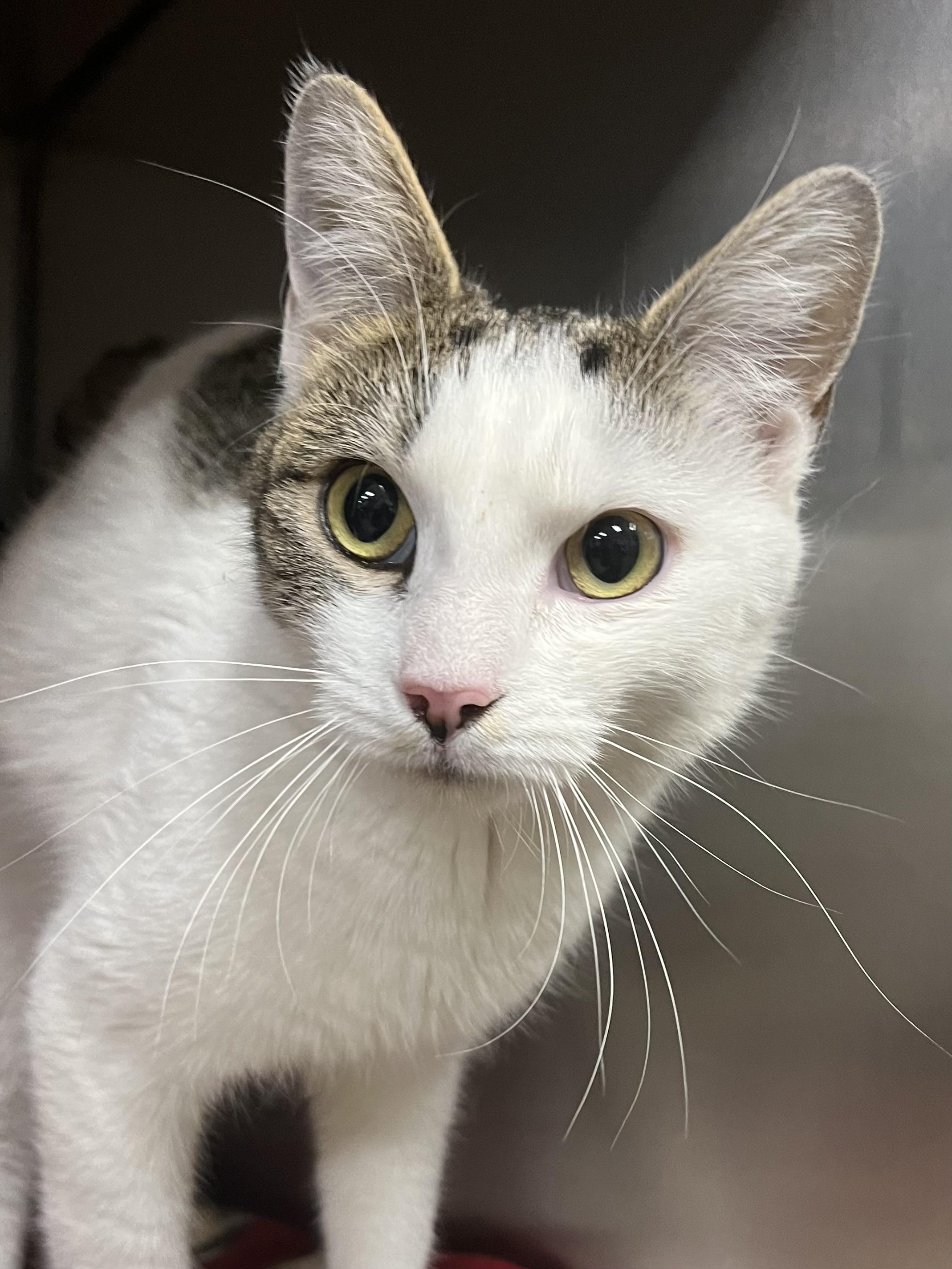 Enlarge Leah, an adopted Domestic Short Hair in Johnston, RI image 4/6