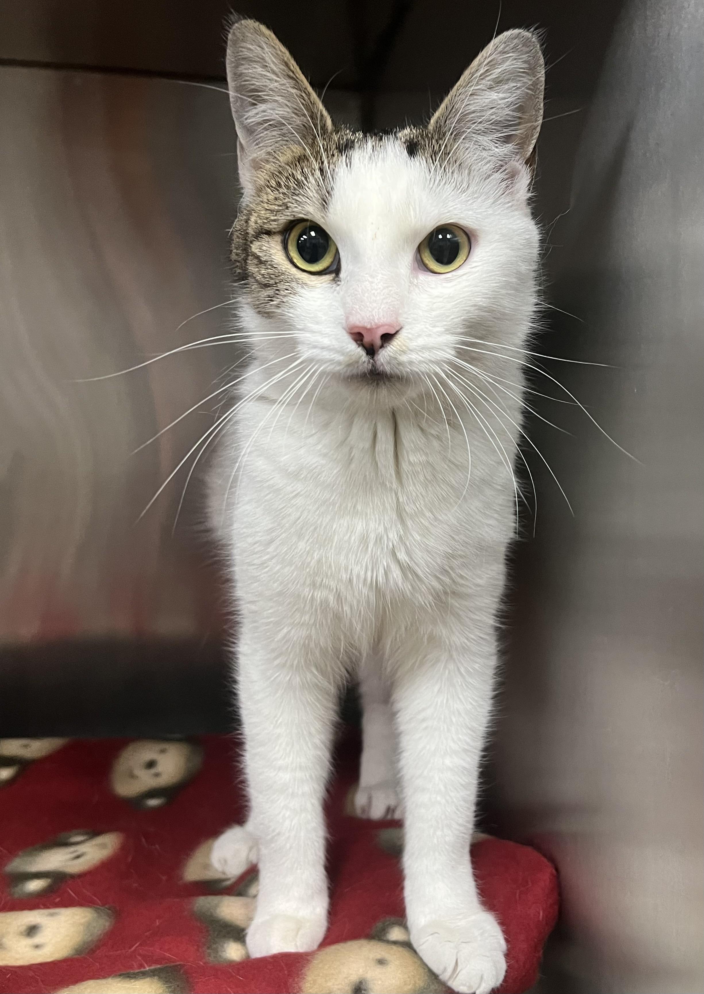 Enlarge Leah, an adopted Domestic Short Hair in Johnston, RI image 1/6