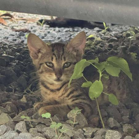 Whirlpool, a Adoptable Domestic Short Hair in Mount Juliet, TN image 1/2