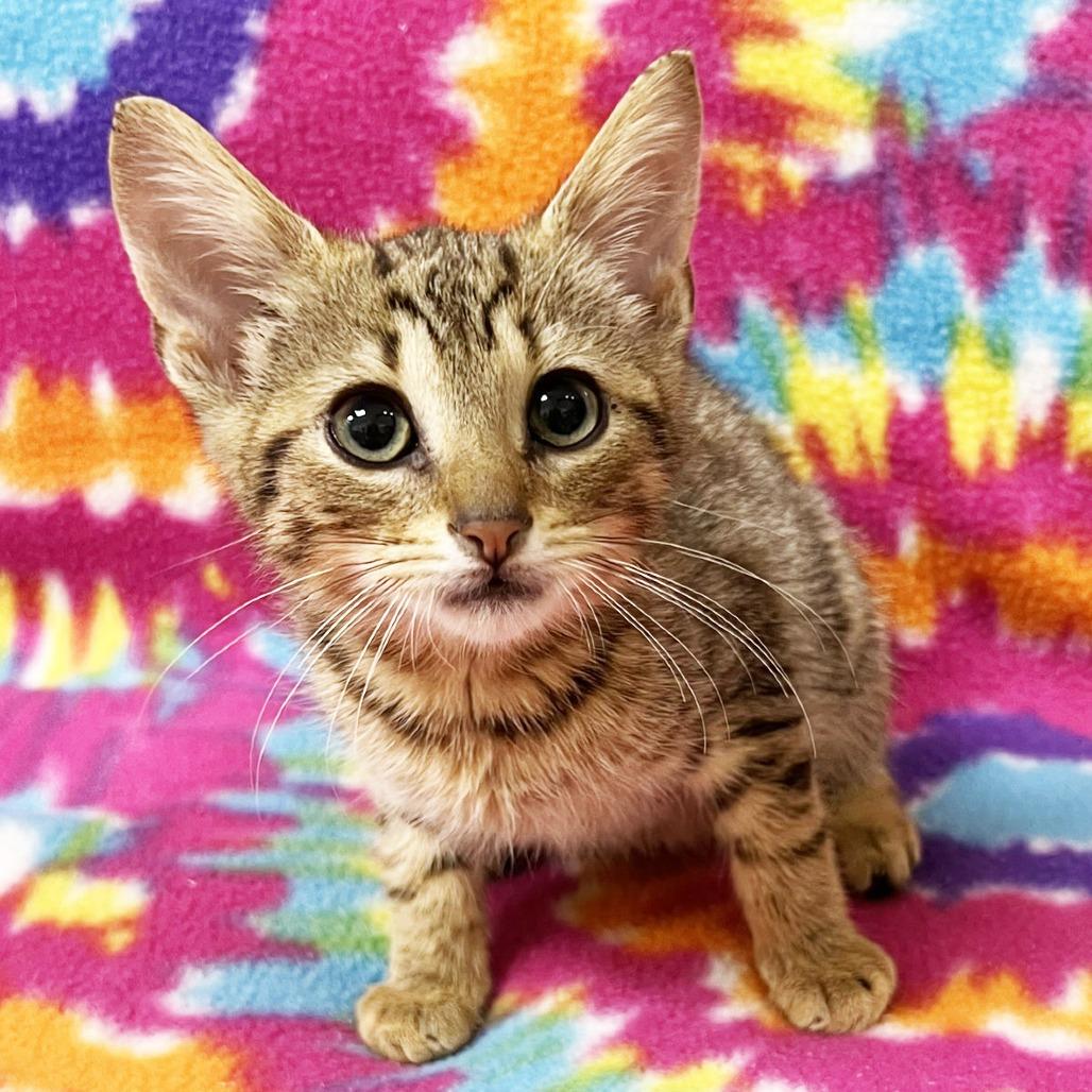 Whirlpool, a Adoptable Domestic Short Hair in Mount Juliet, TN image 2/2