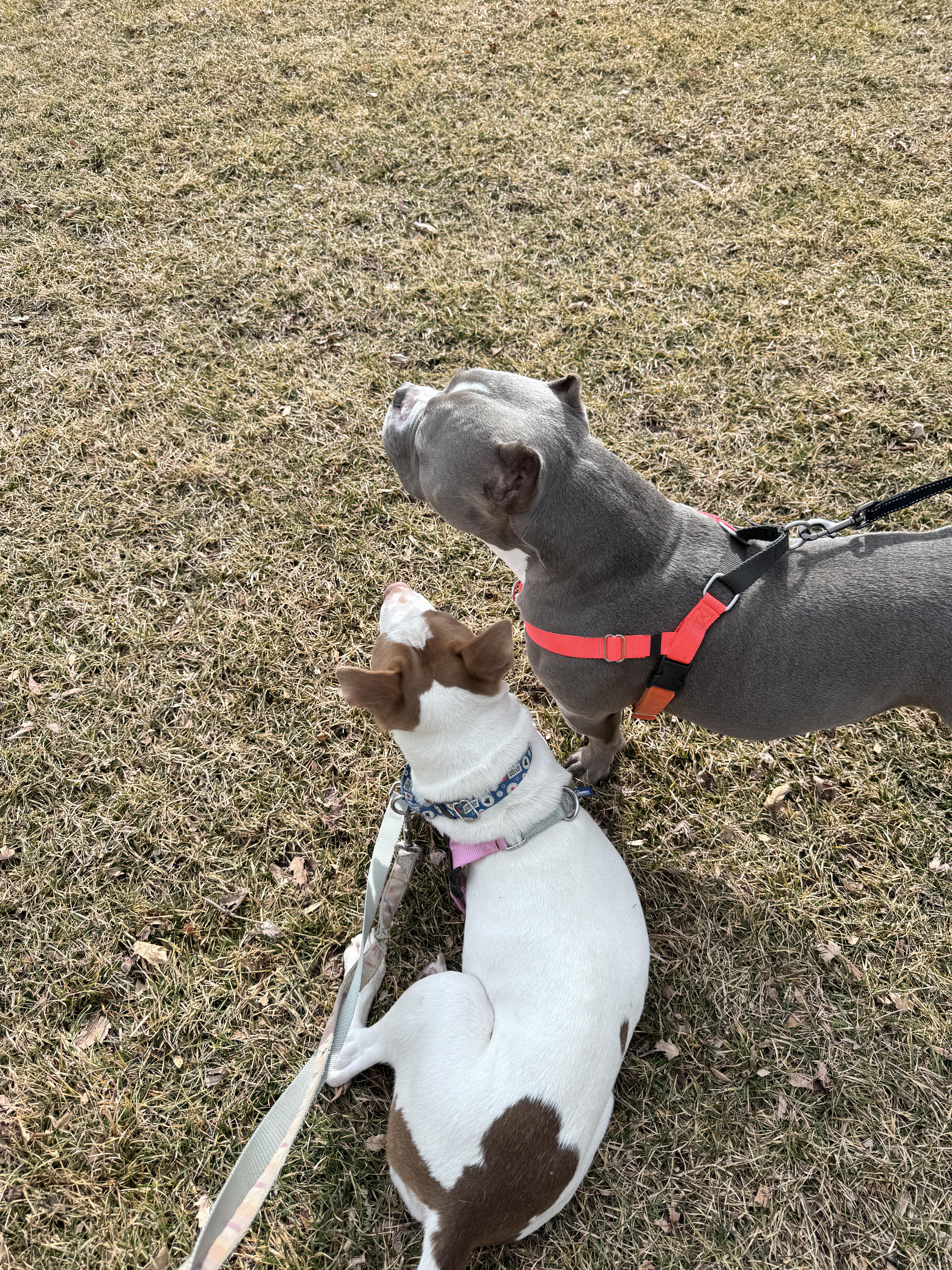 Enlarge Muriel, a Adopted American Staffordshire Terrier in Wheaton, IL image 1/4