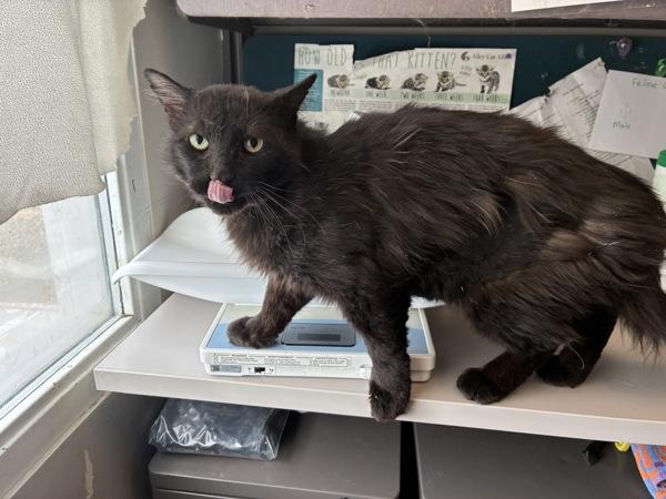 *Prospector Hawke*, Adoptable, Senior Male Domestic Short Hair.