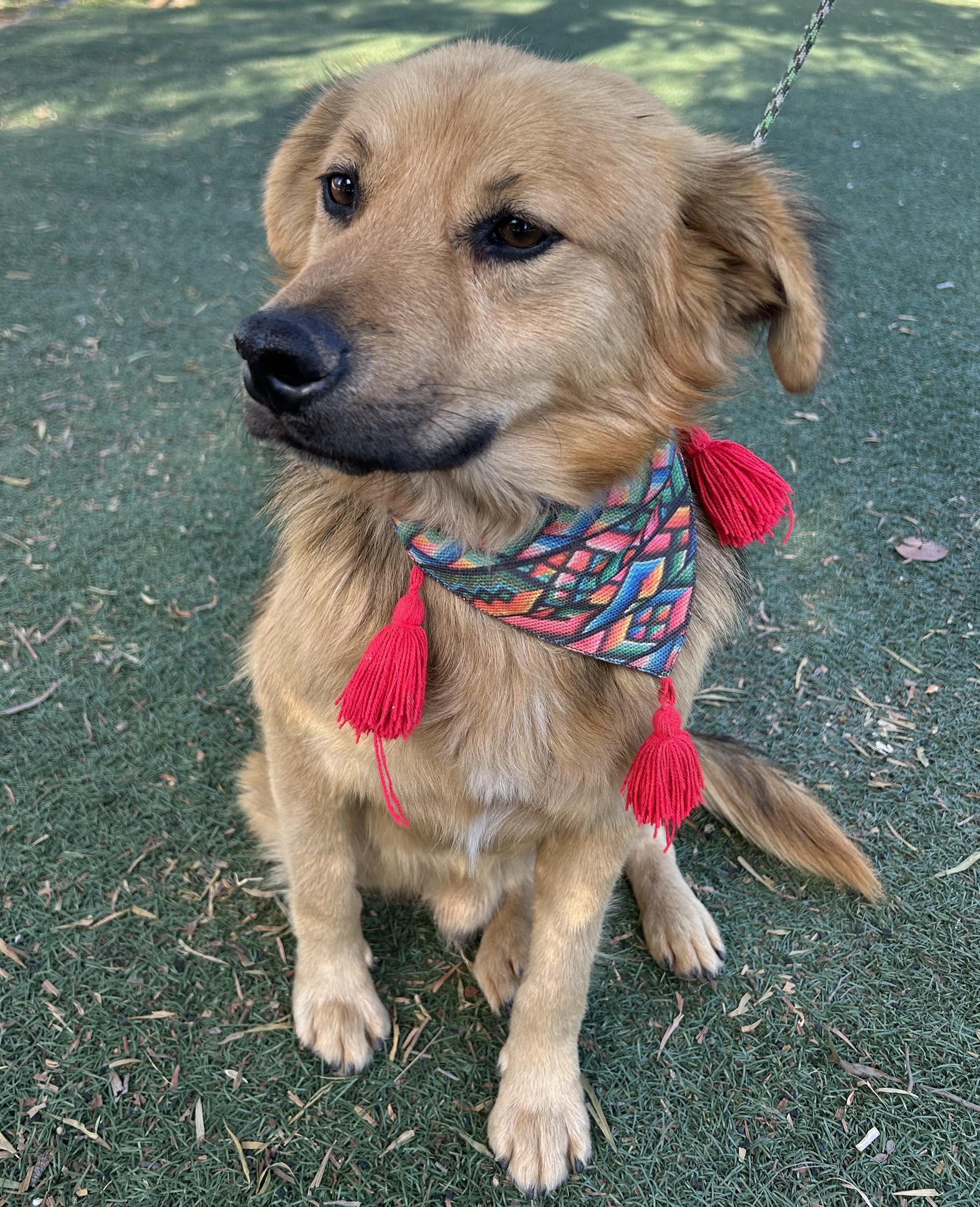 Enlarge NOAH, an adopted mixed breed in Bell Gardens, CA image 4/6
