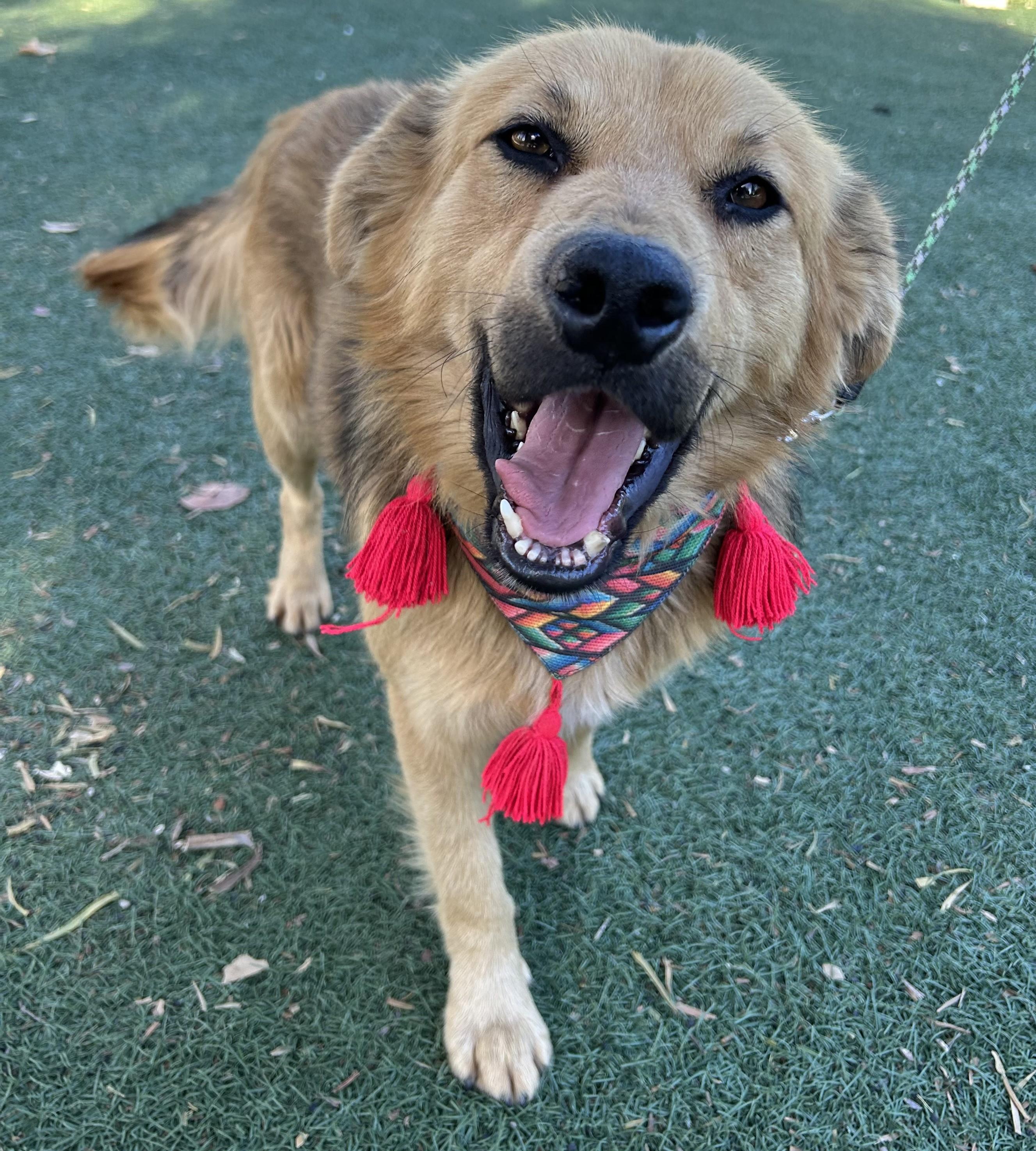 Enlarge NOAH, an adopted mixed breed in Bell Gardens, CA image 1/6