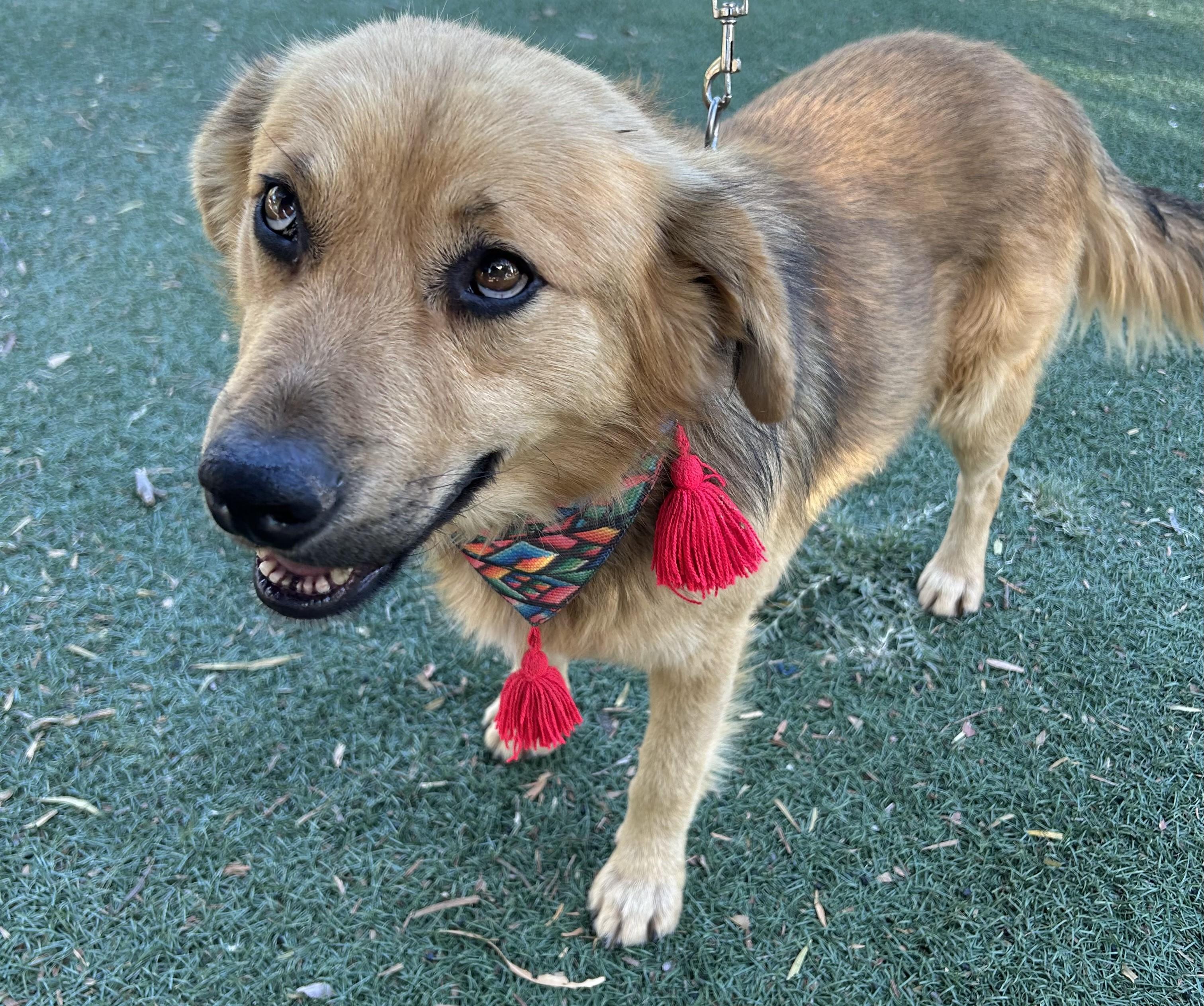 Enlarge NOAH, an adopted mixed breed in Bell Gardens, CA image 5/6