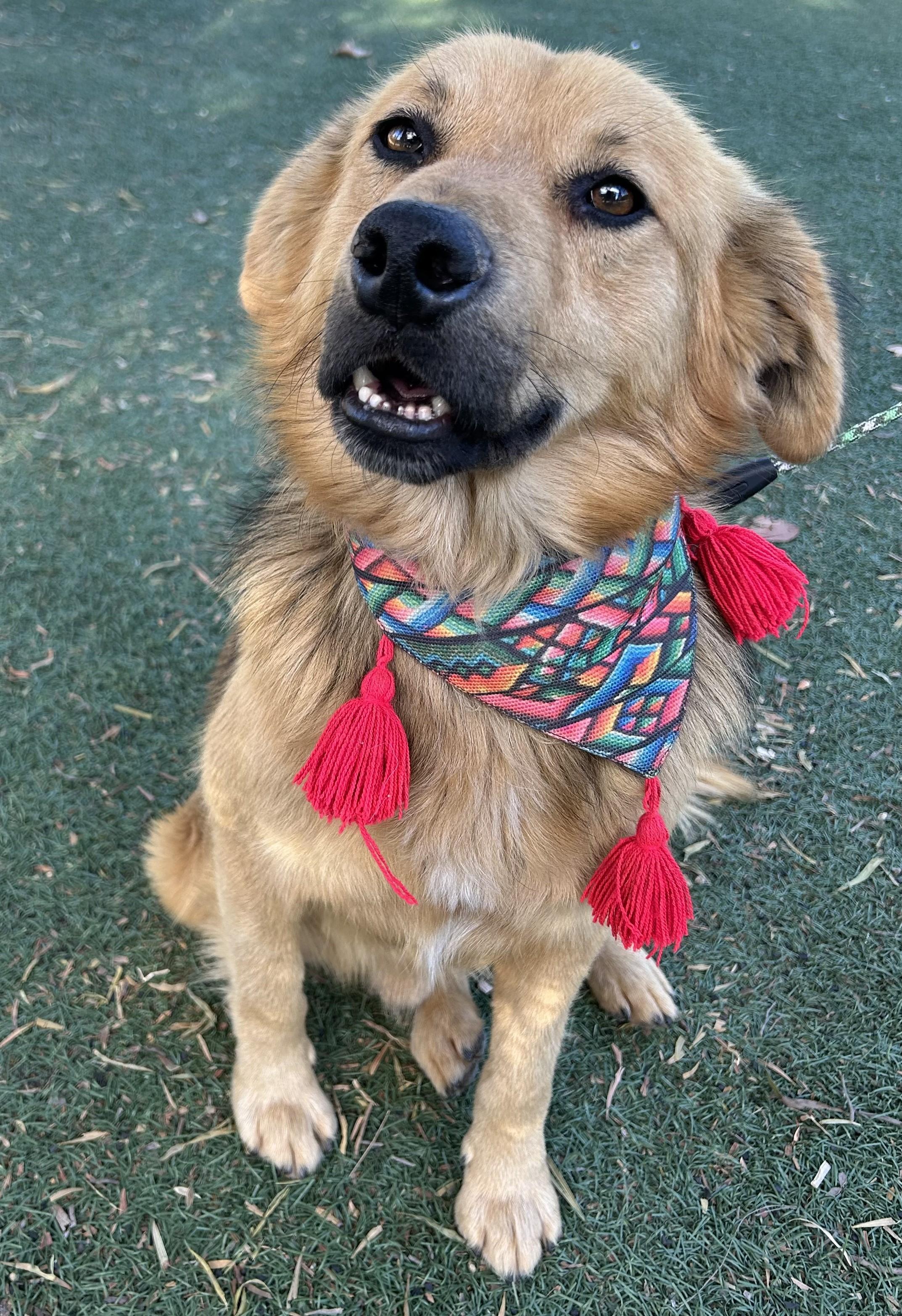 Enlarge NOAH, an adopted mixed breed in Bell Gardens, CA image 2/6