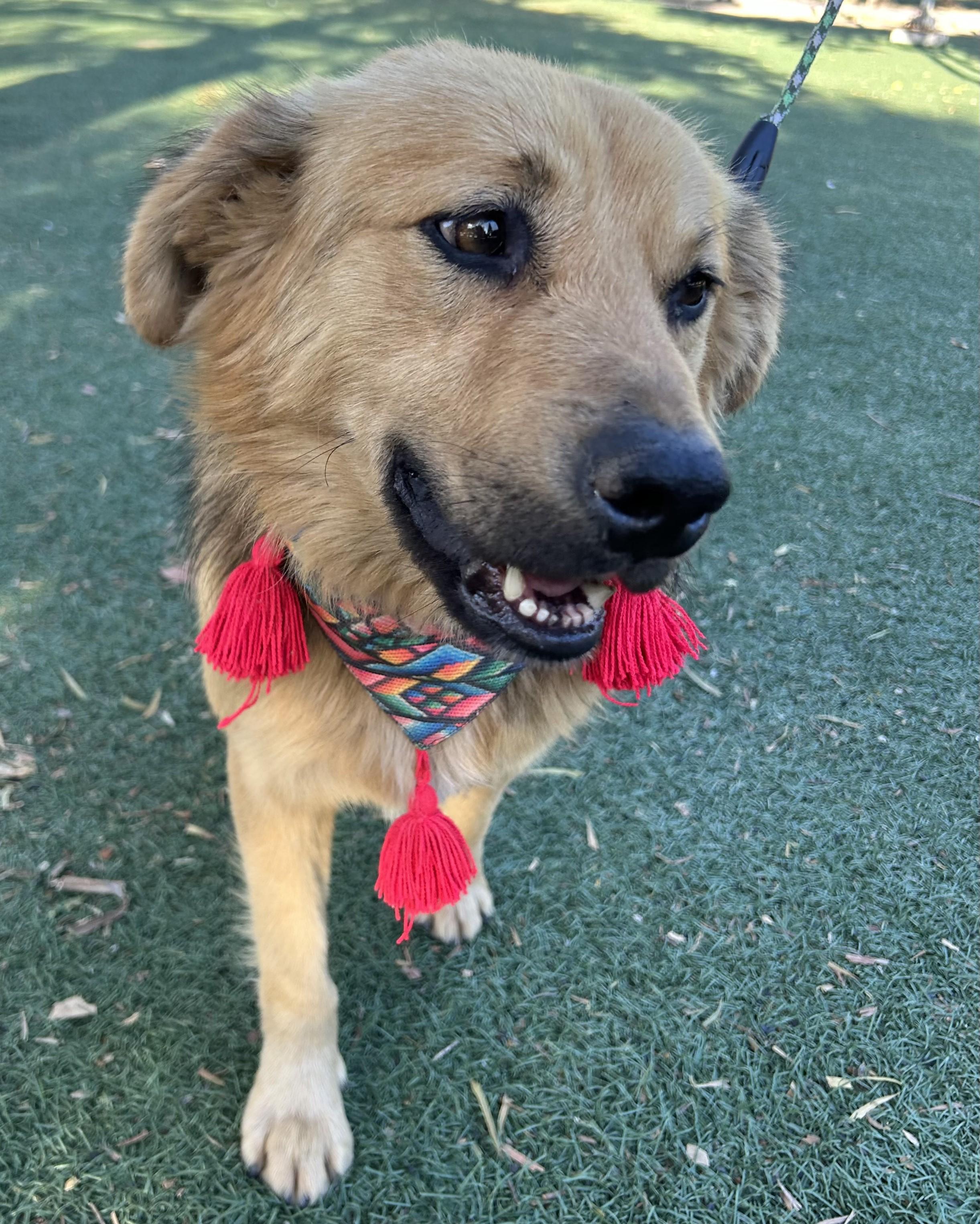 Enlarge NOAH, an adopted mixed breed in Bell Gardens, CA image 3/6
