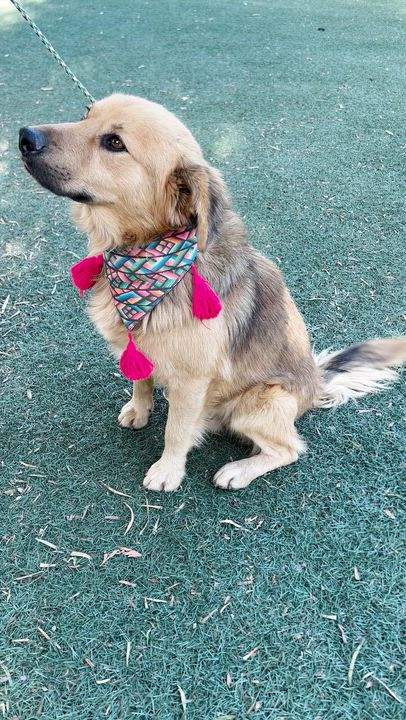 Enlarge NOAH, an adopted mixed breed in Bell Gardens, CA video 6/6