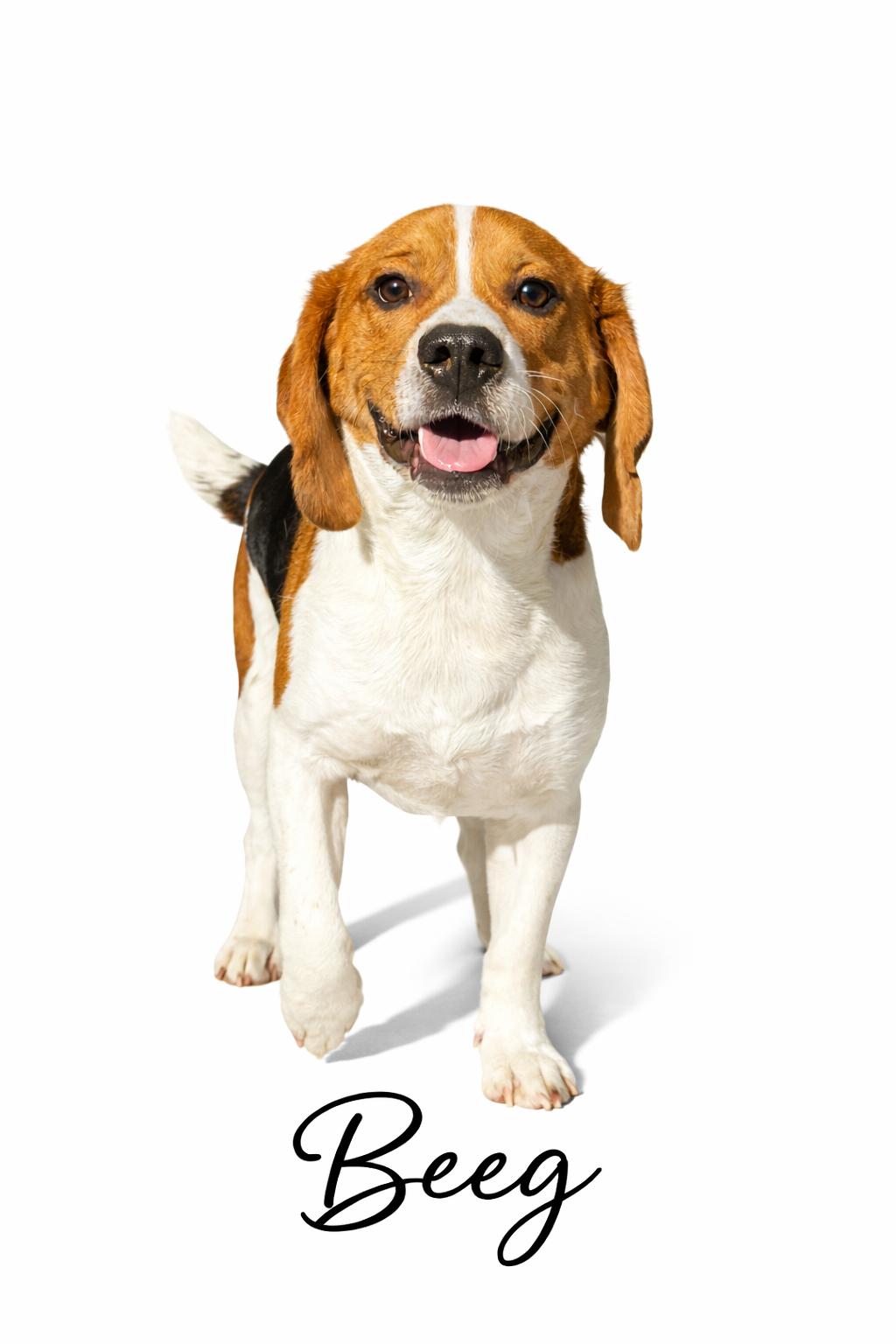 Enlarge Beeg, an adoptable Beagle in SYLVANIA, GA image 1/3