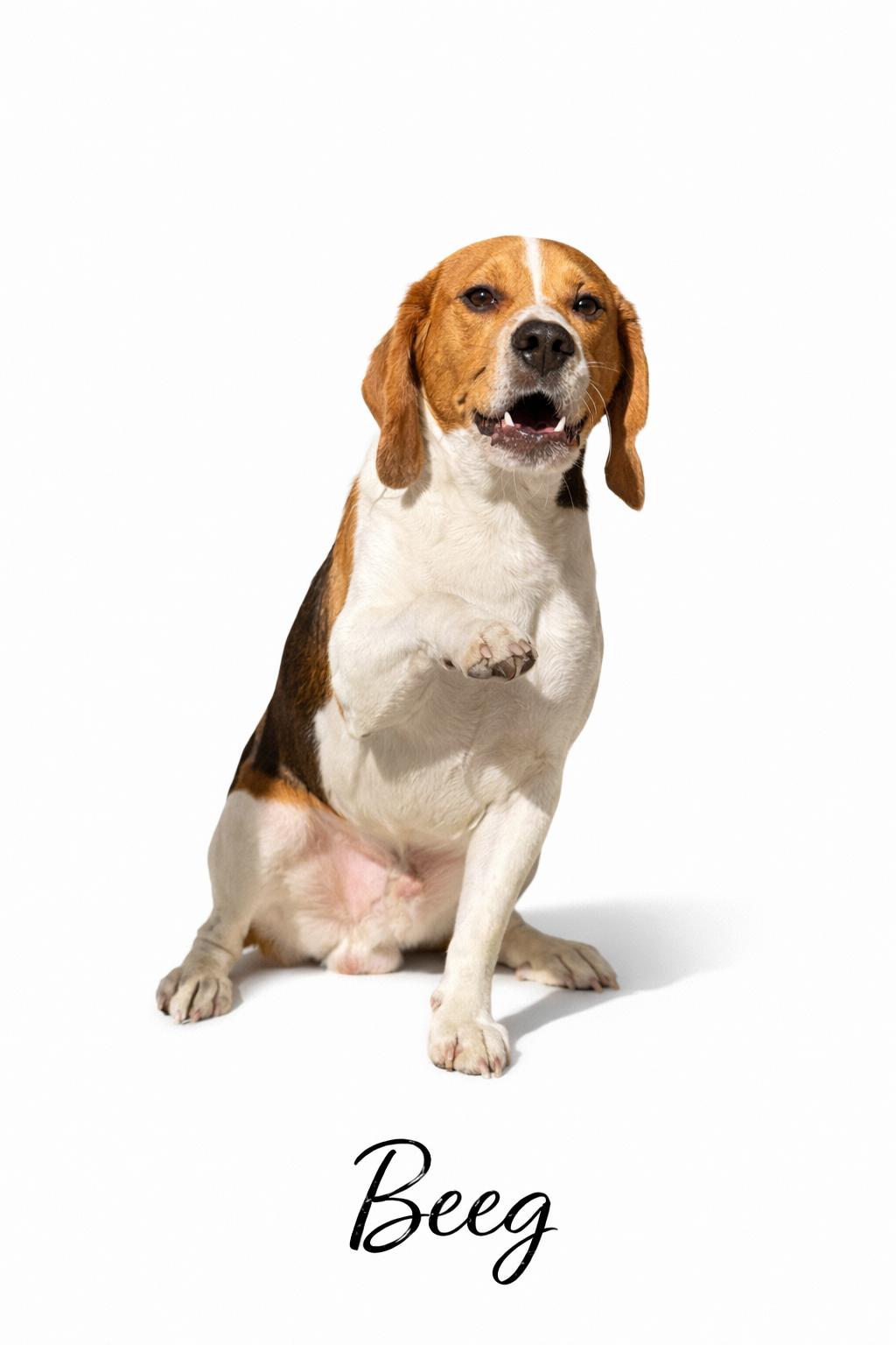 Enlarge Beeg, an adoptable Beagle in SYLVANIA, GA image 2/3