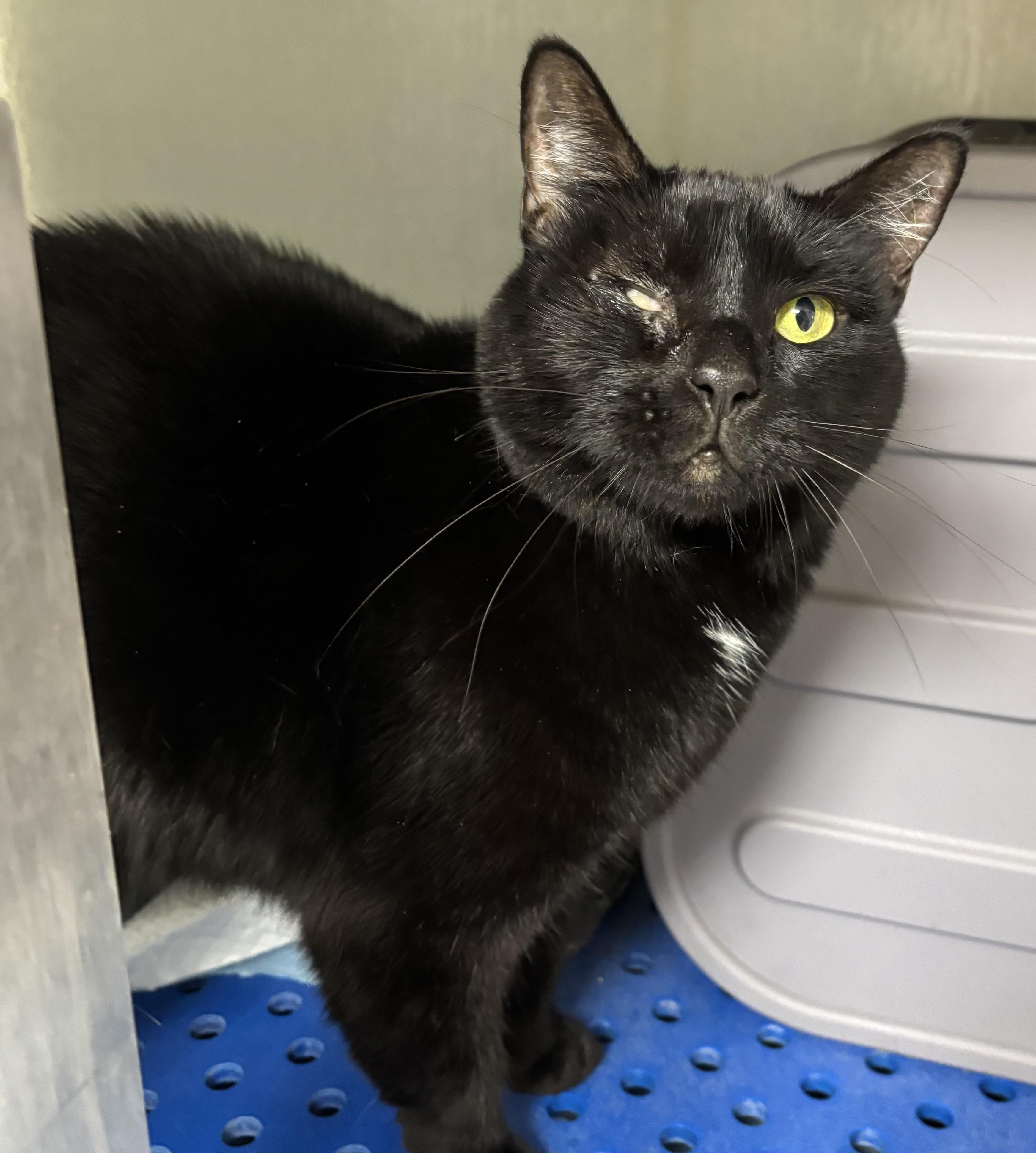 Mystique, Adoptable, Adult Female Domestic Short Hair.