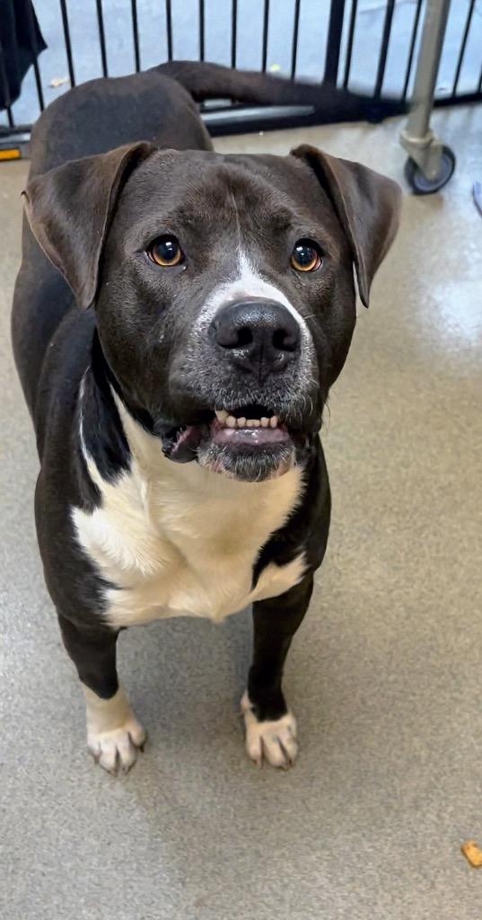 Enlarge Polo, a Adoptable American Bulldog in Rome, GA image 1/3