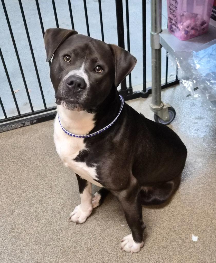Enlarge Polo, a Adoptable American Bulldog in Rome, GA image 2/3