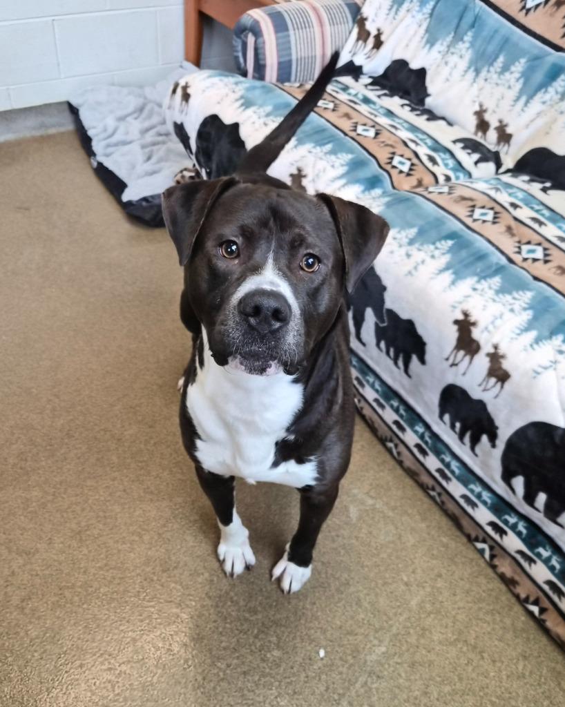 Enlarge Polo, a Adoptable American Bulldog in Rome, GA image 3/3