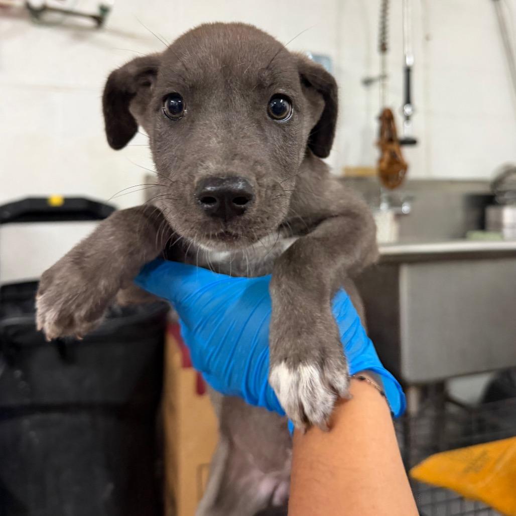 Karen, Adoptable, Puppy Female Great Dane & Mixed Breed.