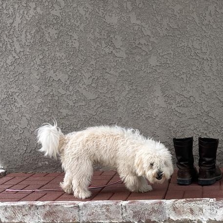 Enlarge WALLY, an adopted mixed breed in Arroyo Grande, CA image 4/4