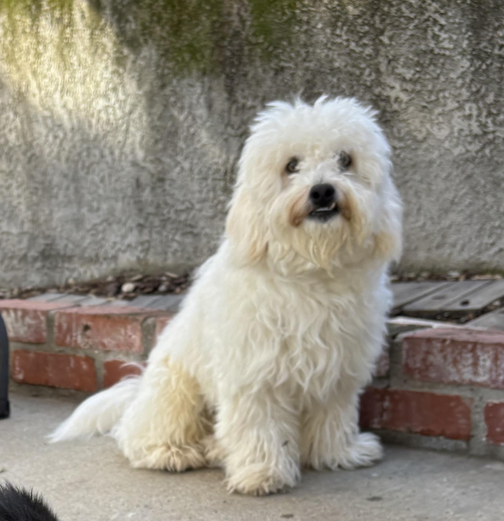 Enlarge WALLY, an adopted mixed breed in Arroyo Grande, CA image 1/4
