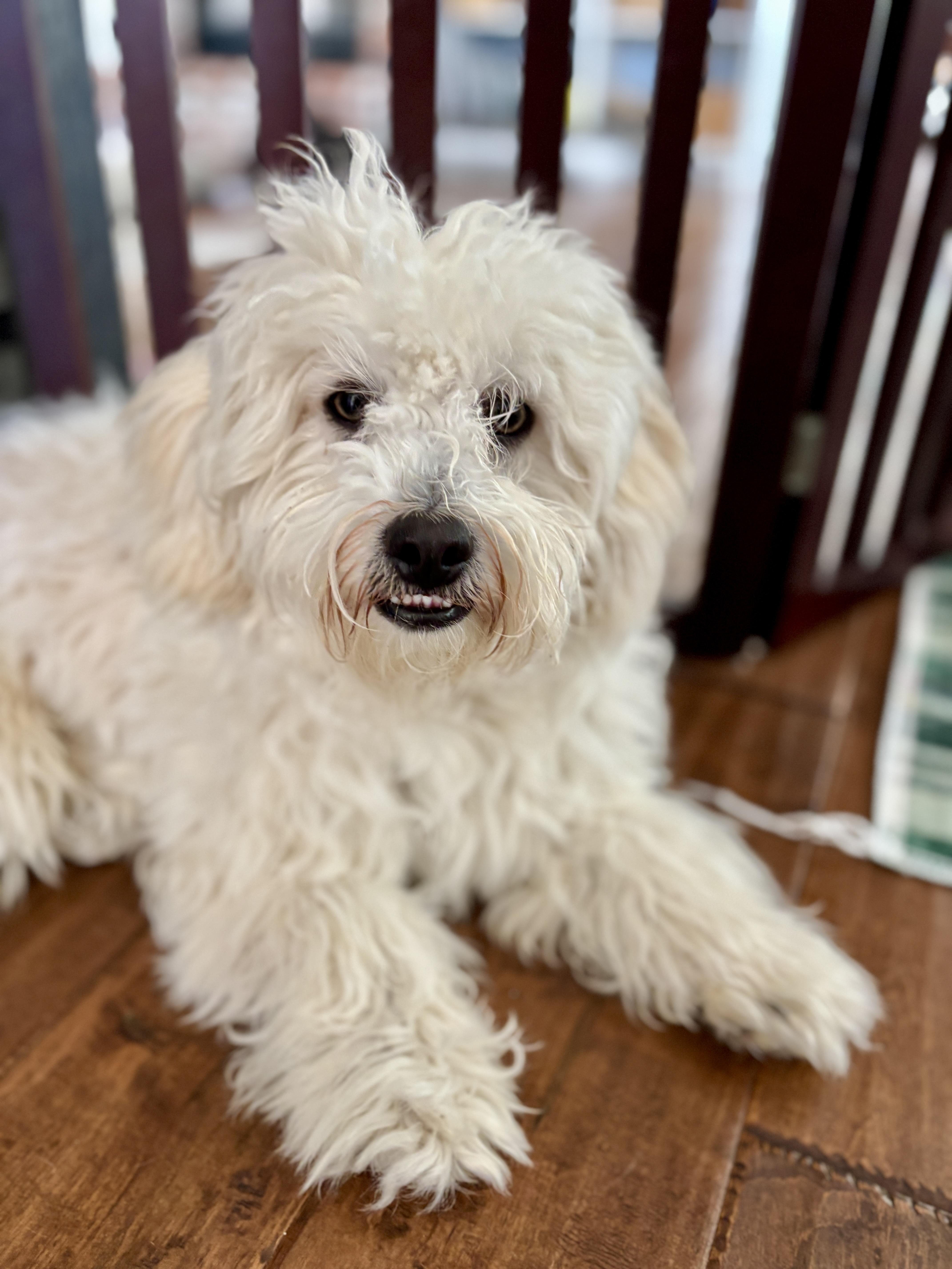 Enlarge WALLY, an adopted mixed breed in Arroyo Grande, CA image 2/4