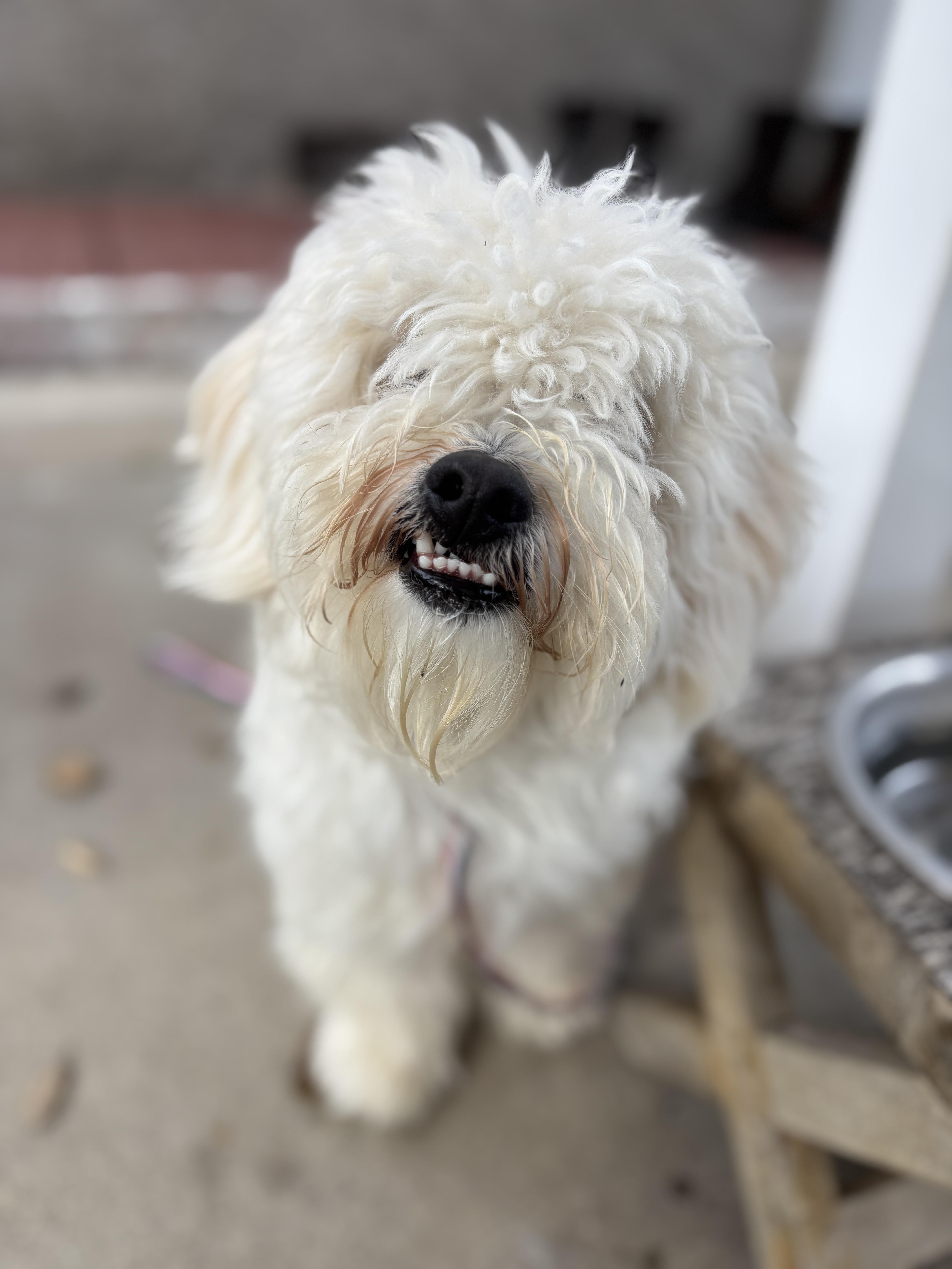 Enlarge WALLY, an adopted mixed breed in Arroyo Grande, CA image 3/4