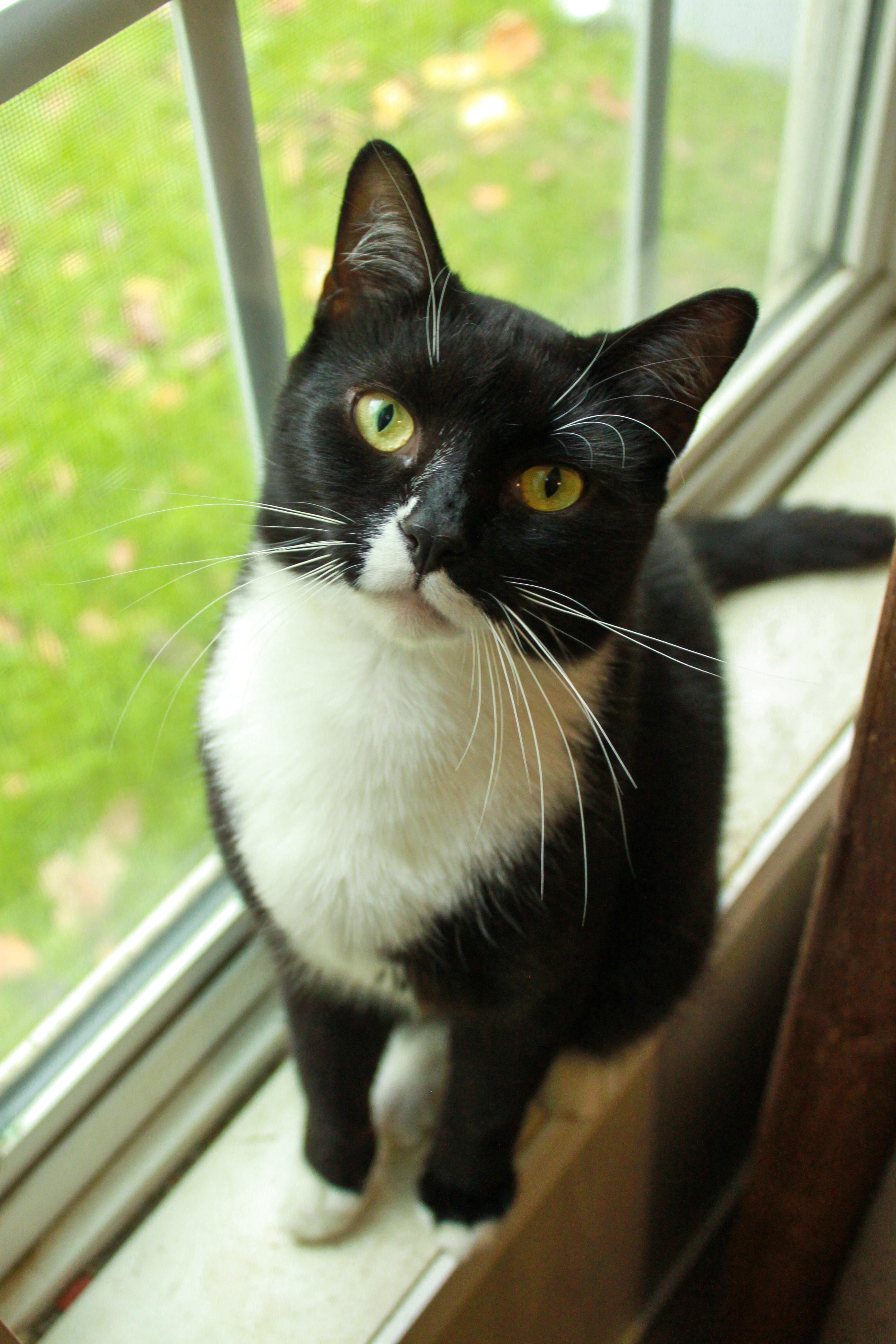 Enlarge Oak, a Adoptable Domestic Short Hair in Ona, WV image 1/1