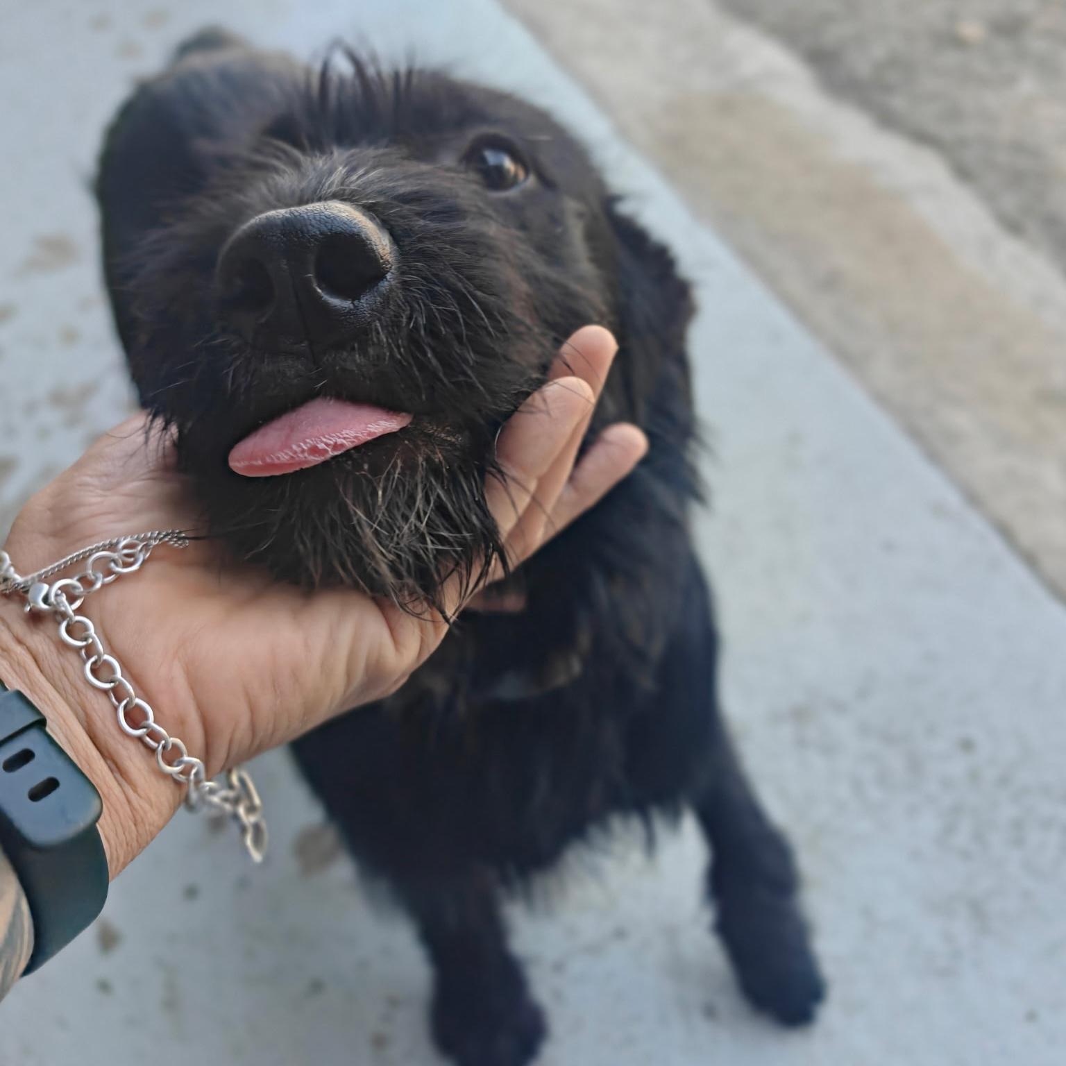 Enlarge Camo, a Adoptable mixed breed in Seguin, TX image 2/4