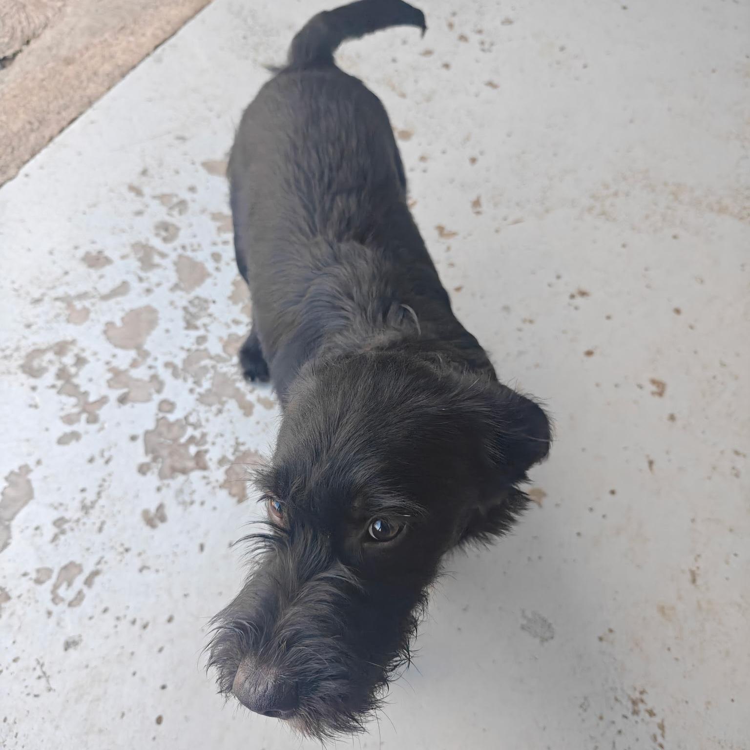 Enlarge Camo, a Adoptable mixed breed in Seguin, TX image 3/4