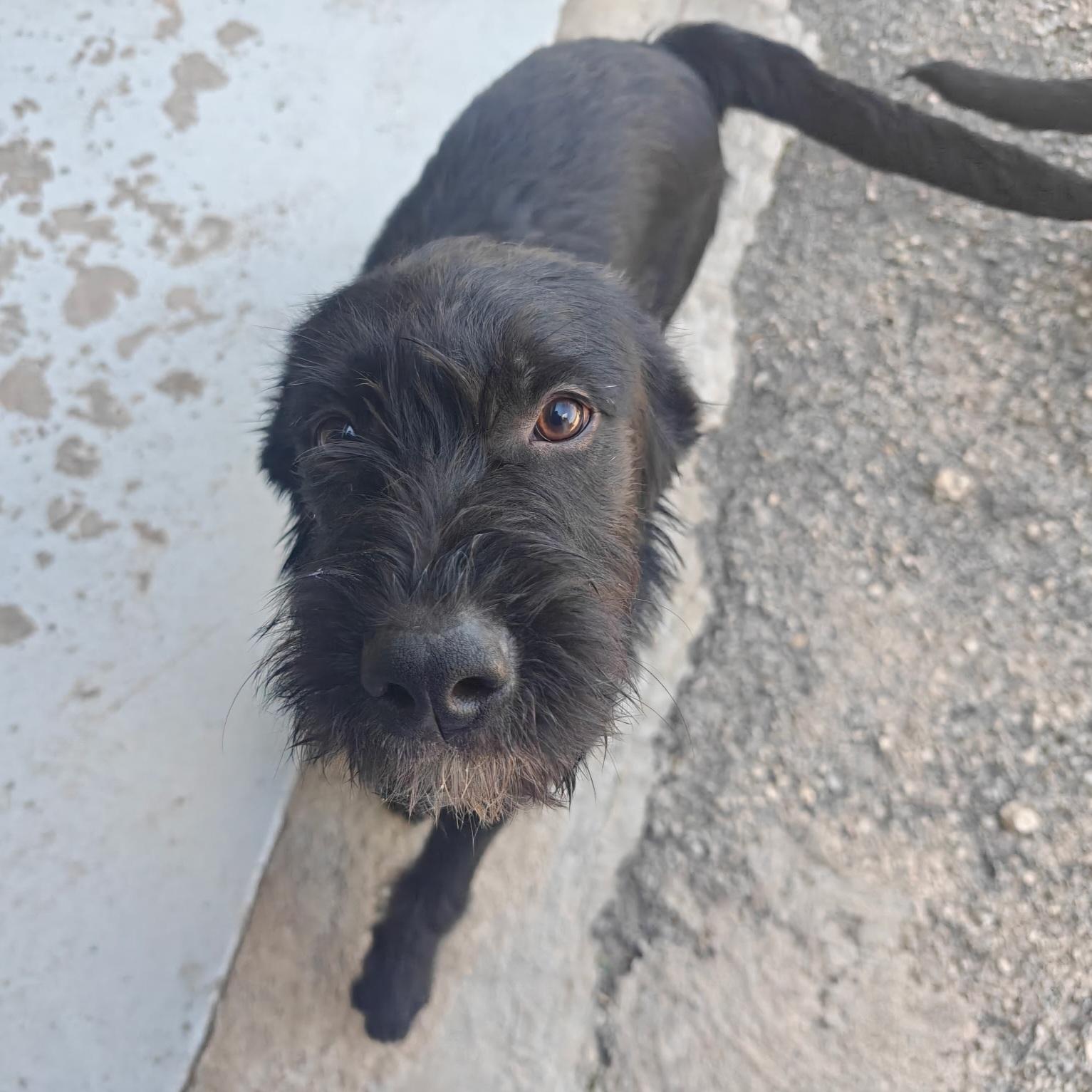 Enlarge Camo, a Adoptable mixed breed in Seguin, TX image 1/4