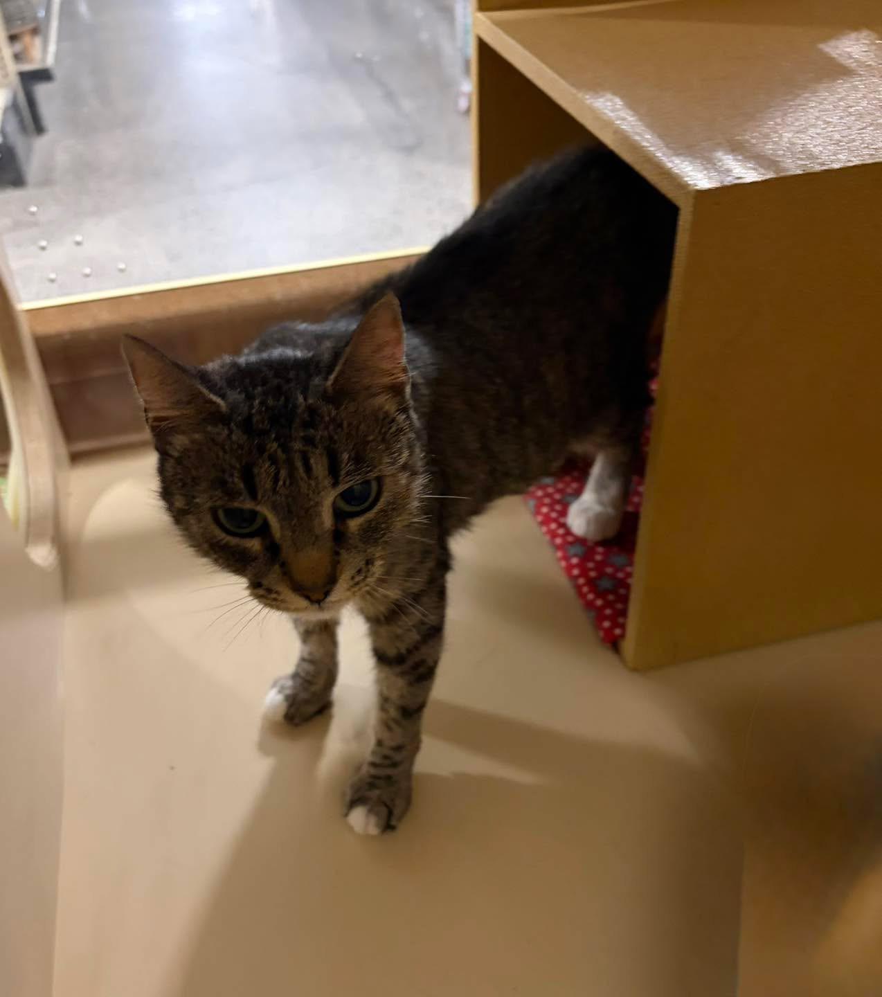 Lilly, a Adoptable Domestic Short Hair in DeWitt, NY image 2/3