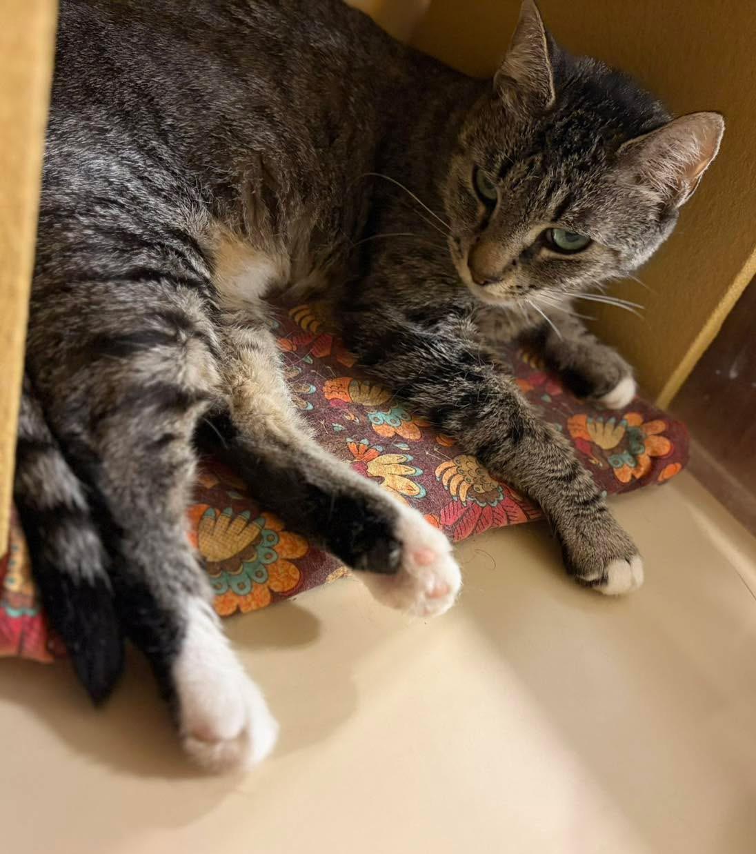 Lilly, a Adoptable Domestic Short Hair in DeWitt, NY image 1/3