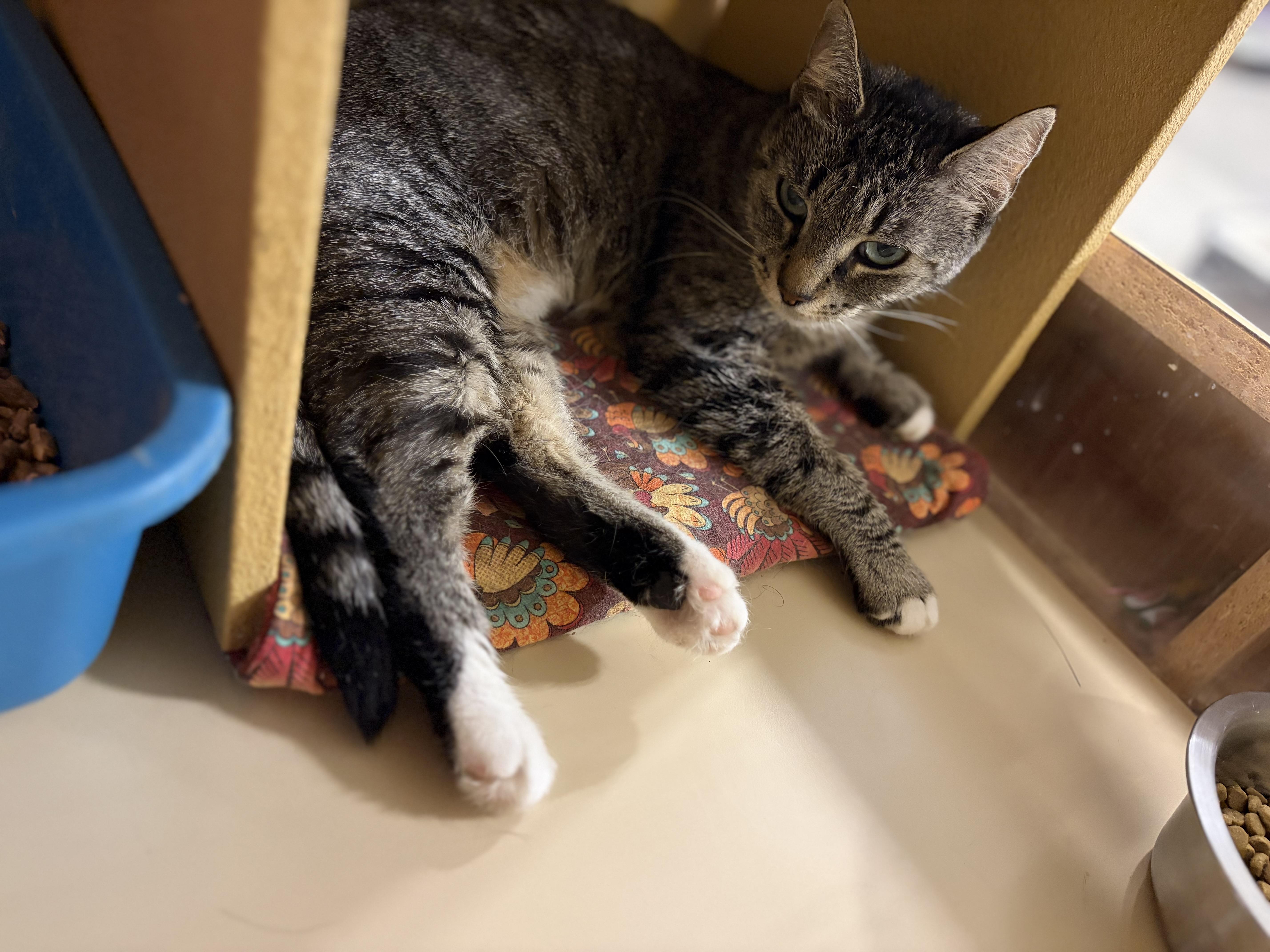 Lilly, a Adoptable Domestic Short Hair in DeWitt, NY image 3/3
