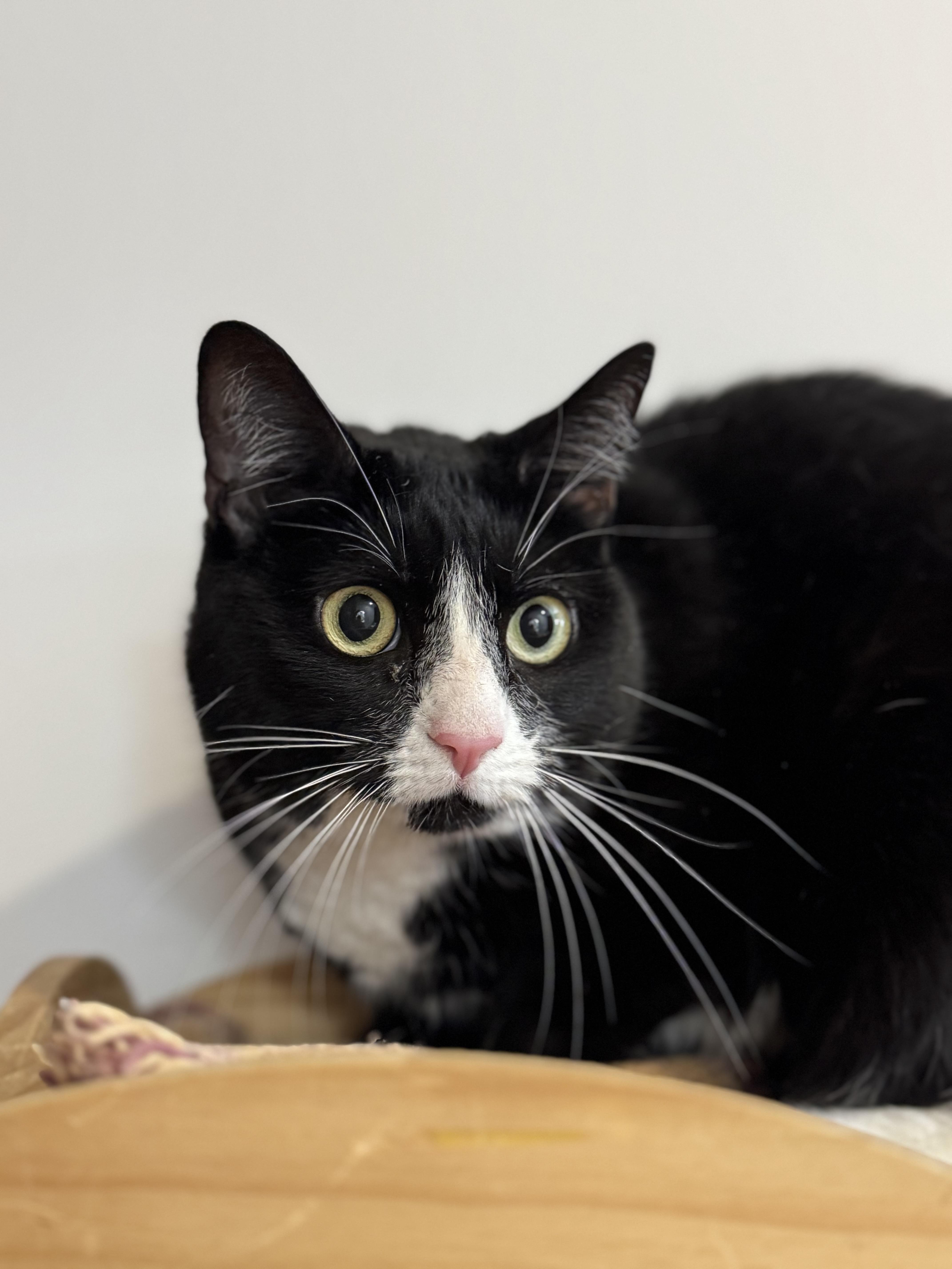 Ziva and Zaine, Adoptable, Adult Female Domestic Short Hair & Tuxedo.