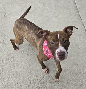 Peaches, Adoptable, Adult Female Pit Bull Terrier.