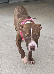 Enlarge Peaches, a Adoptable Pit Bull Terrier in Bucyrus, OH image 5/5