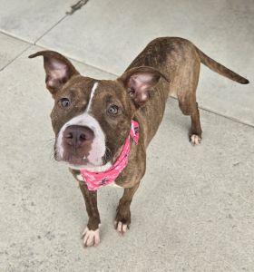 Enlarge Peaches, a Adoptable Pit Bull Terrier in Bucyrus, OH image 2/5