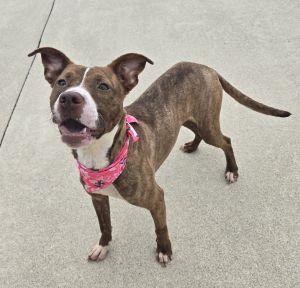 Enlarge Peaches, a Adoptable Pit Bull Terrier in Bucyrus, OH image 3/5