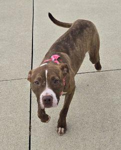 Enlarge Peaches, a Adoptable Pit Bull Terrier in Bucyrus, OH image 4/5