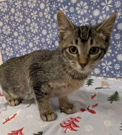 Lavender, Adoptable, Kitten Female Domestic Short Hair & Domestic Short Hair.