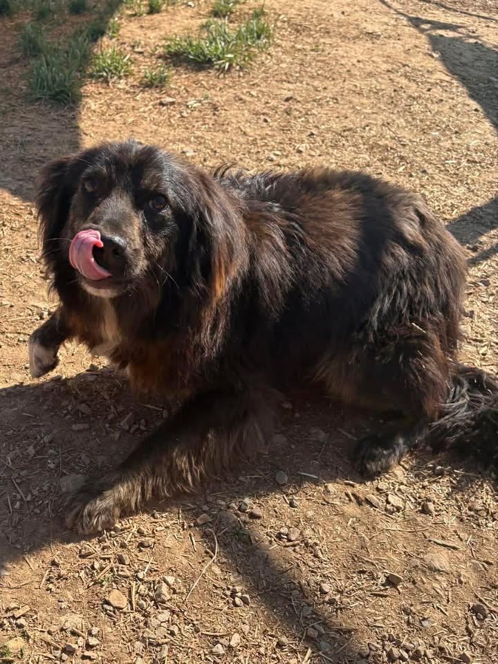 Buddy, ADOPTABLE, Adult Male Australian Shepherd & Border Collie.