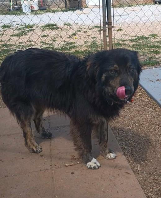 Enlarge Buddy, a ADOPTABLE mixed breed in Munfordville, KY image 2/2