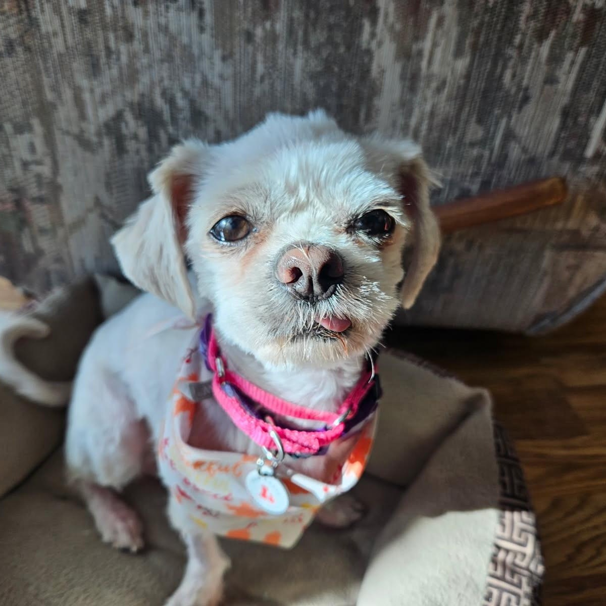 Laverne, a Adoptable mixed breed in Phoenix, AZ image 2/6