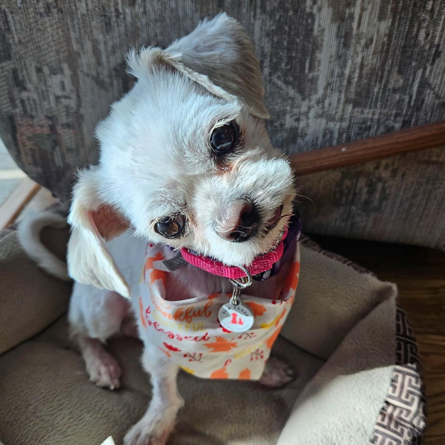 Laverne, a Adoptable mixed breed in Phoenix, AZ image 3/6