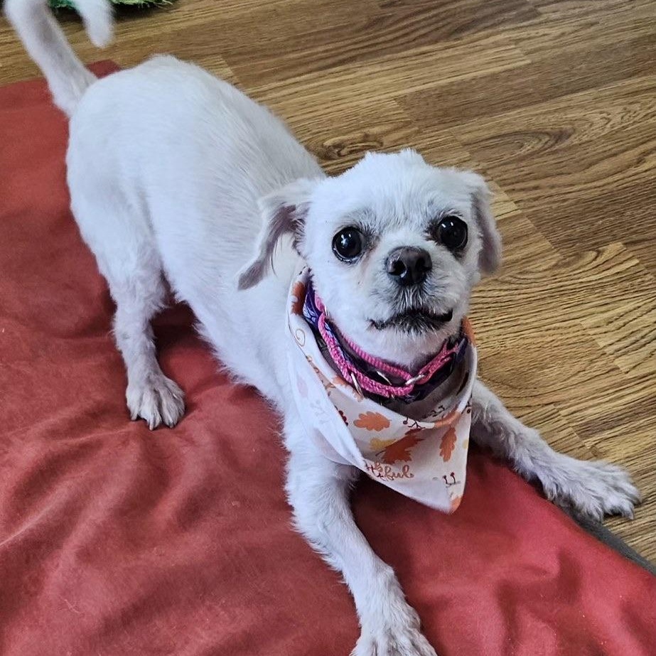 Laverne, Adoptable, Adult Female Shih Tzu.