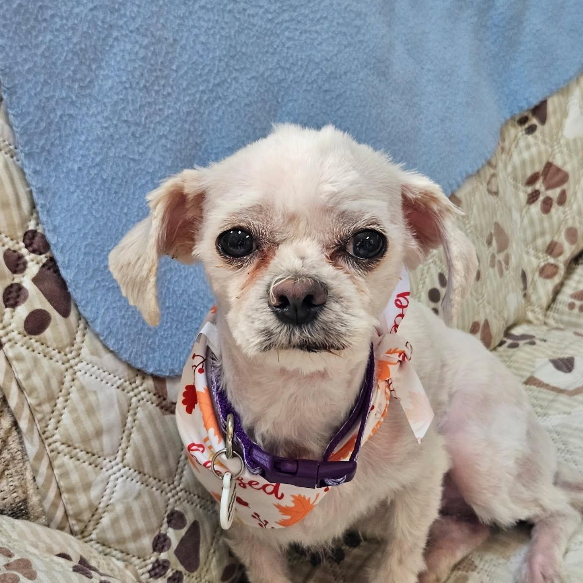 Laverne, a Adoptable mixed breed in Phoenix, AZ image 4/6